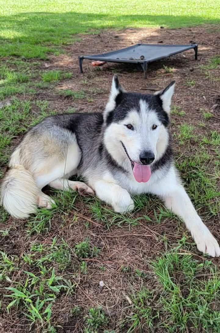 Geyser, adopted, Adult Male Siberian Husky.