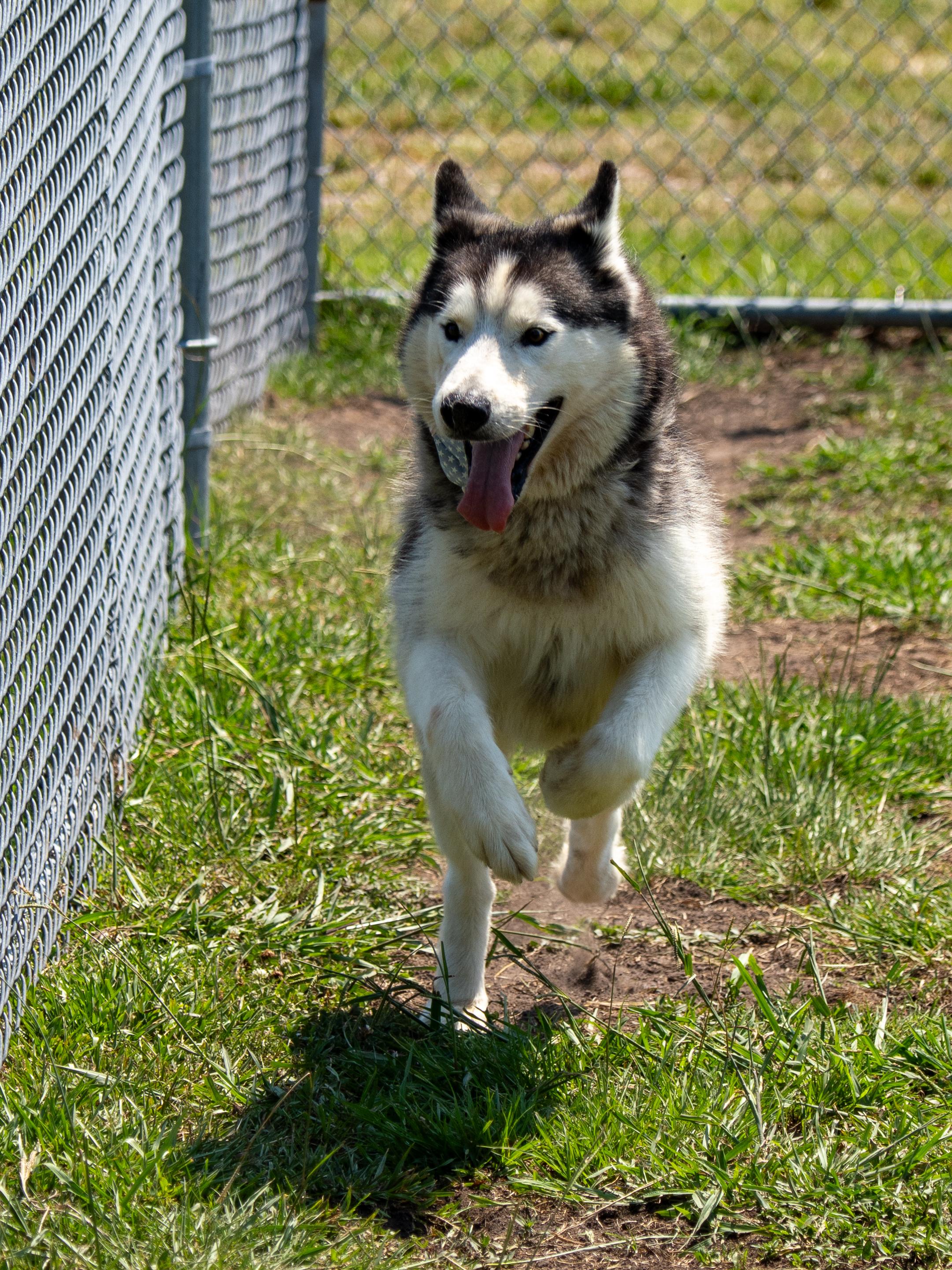 Geyser, an adopted mixed breed in Myrtle Beach, SC image 2/4