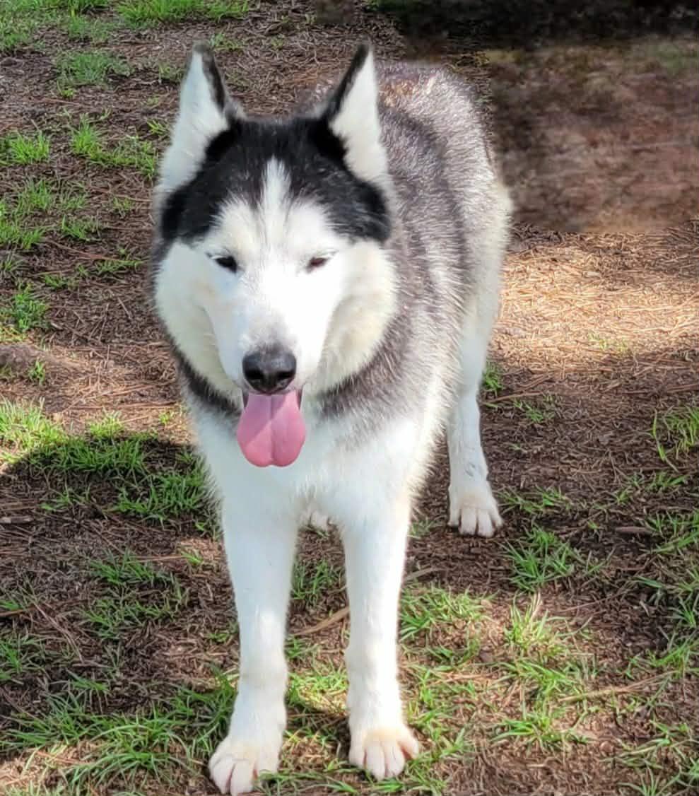 Geyser, an adopted mixed breed in Myrtle Beach, SC image 4/4