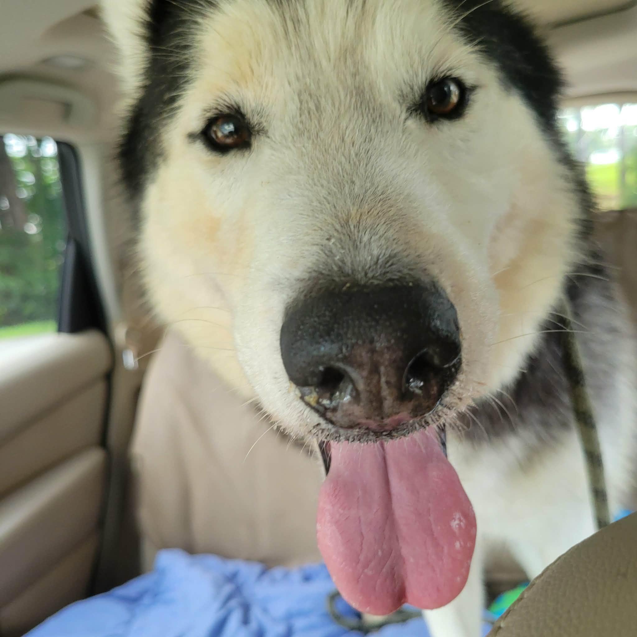 Geyser, an adopted mixed breed in Myrtle Beach, SC image 3/4