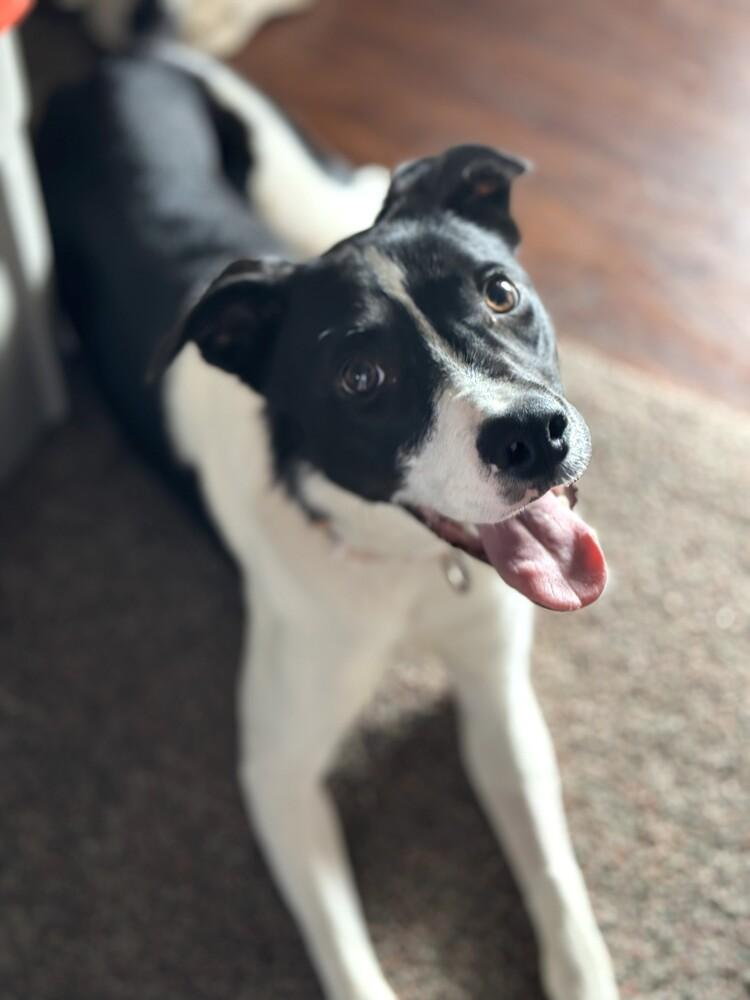 Enlarge Jackson, a Adoptable mixed breed in Cloverdale, IN image 1/6