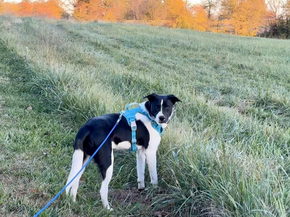 Enlarge Jackson, a Adoptable mixed breed in Cloverdale, IN image 3/6