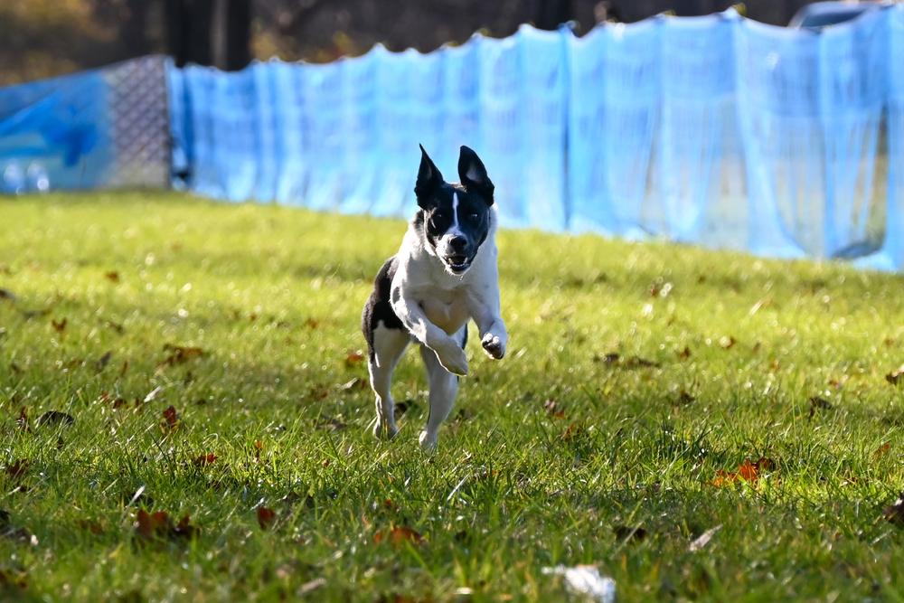 Enlarge Jackson, a Adoptable mixed breed in Cloverdale, IN image 5/6