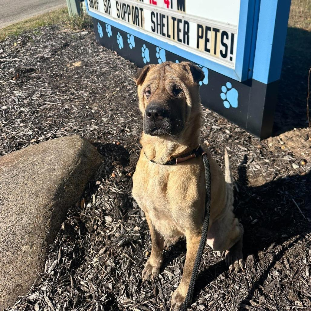 Grotto, Adoptable, Adult Male Mixed Breed & Shar-Pei.