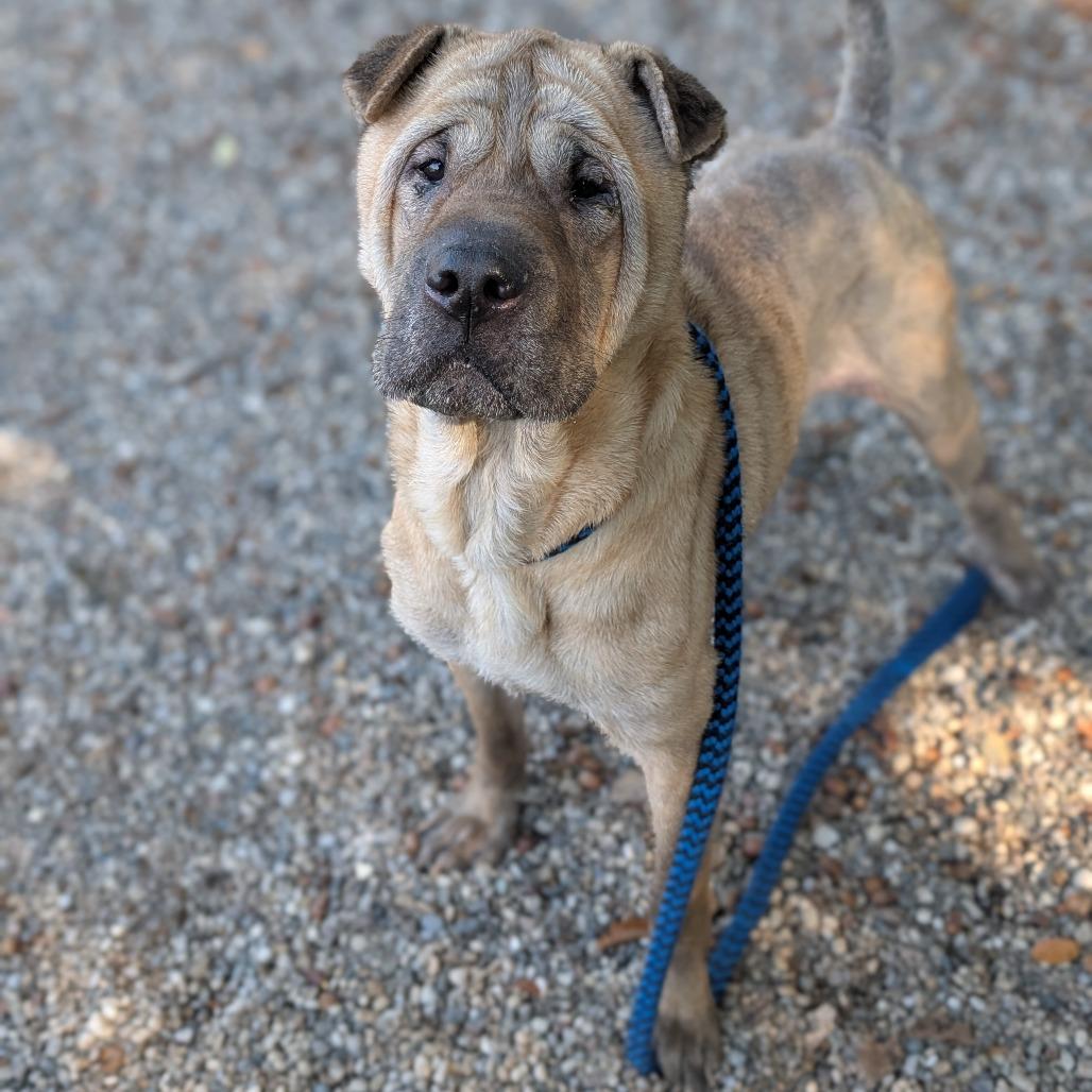 Enlarge Grotto, a Adoptable mixed breed in West Olive, MI image 2/5