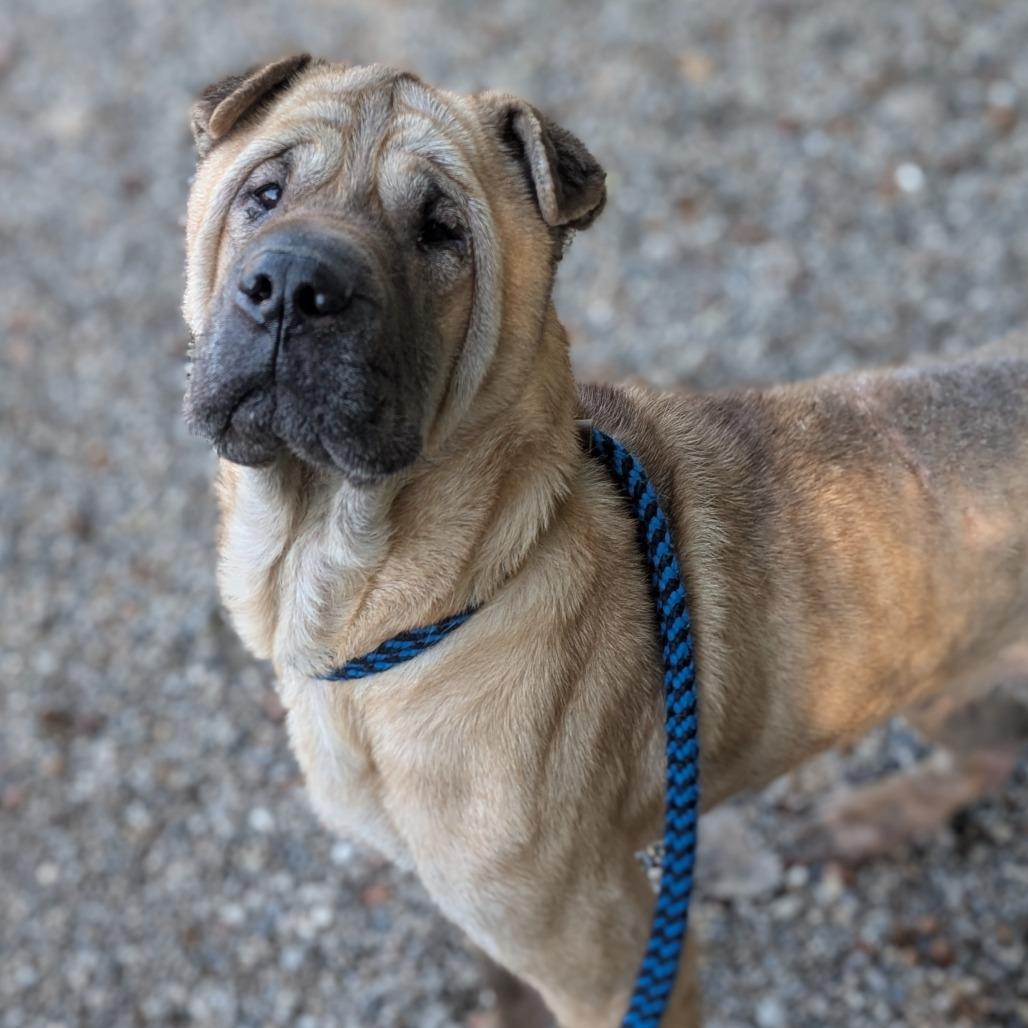 Enlarge Grotto, a Adoptable mixed breed in West Olive, MI image 3/5