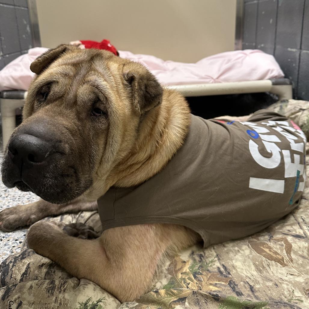 Enlarge Grotto, a Adoptable mixed breed in West Olive, MI image 4/5