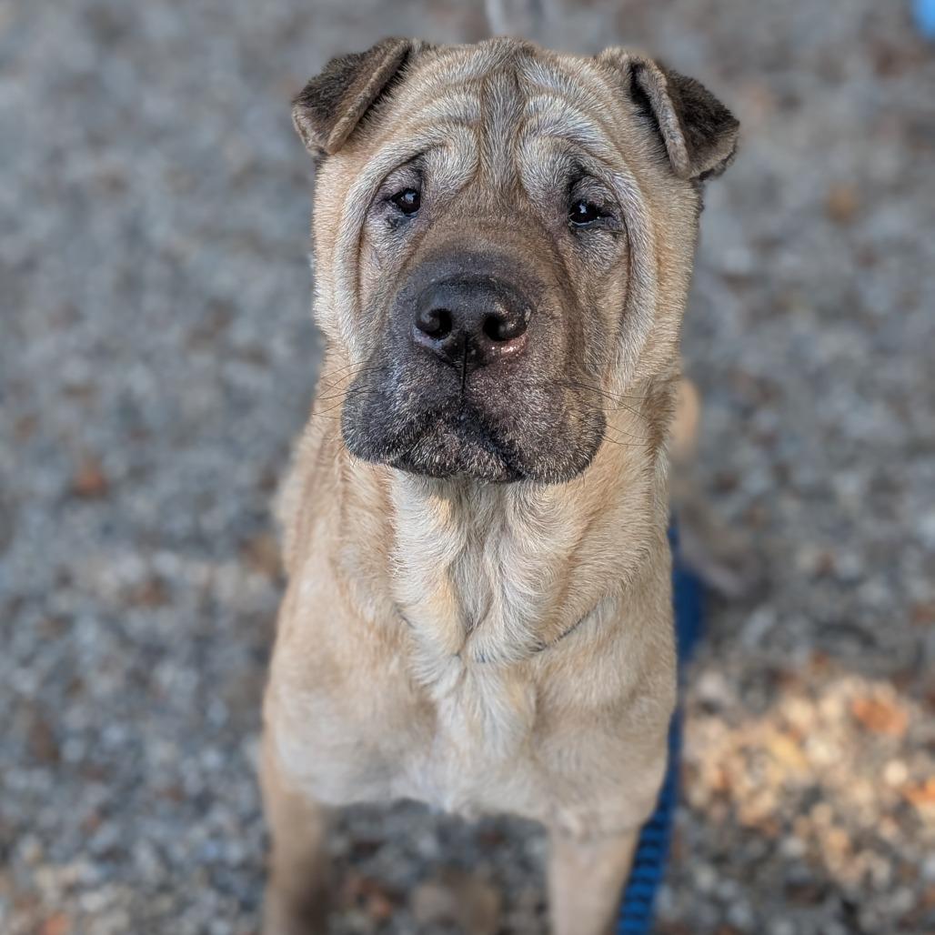 Enlarge Grotto, a Adoptable mixed breed in West Olive, MI image 5/5