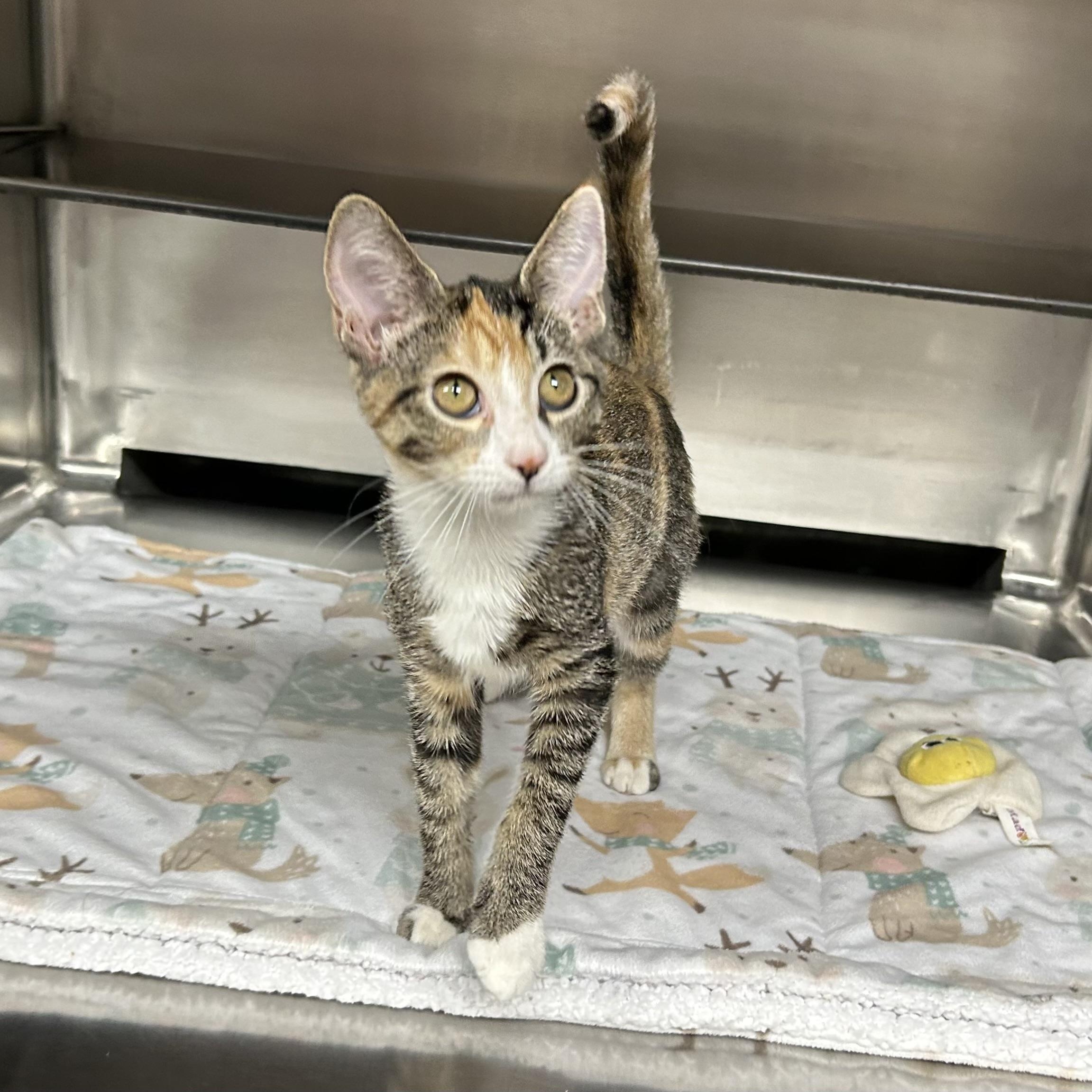 Enlarge Dolly, a Adoptable Domestic Short Hair in Crestwood, MO image 2/6