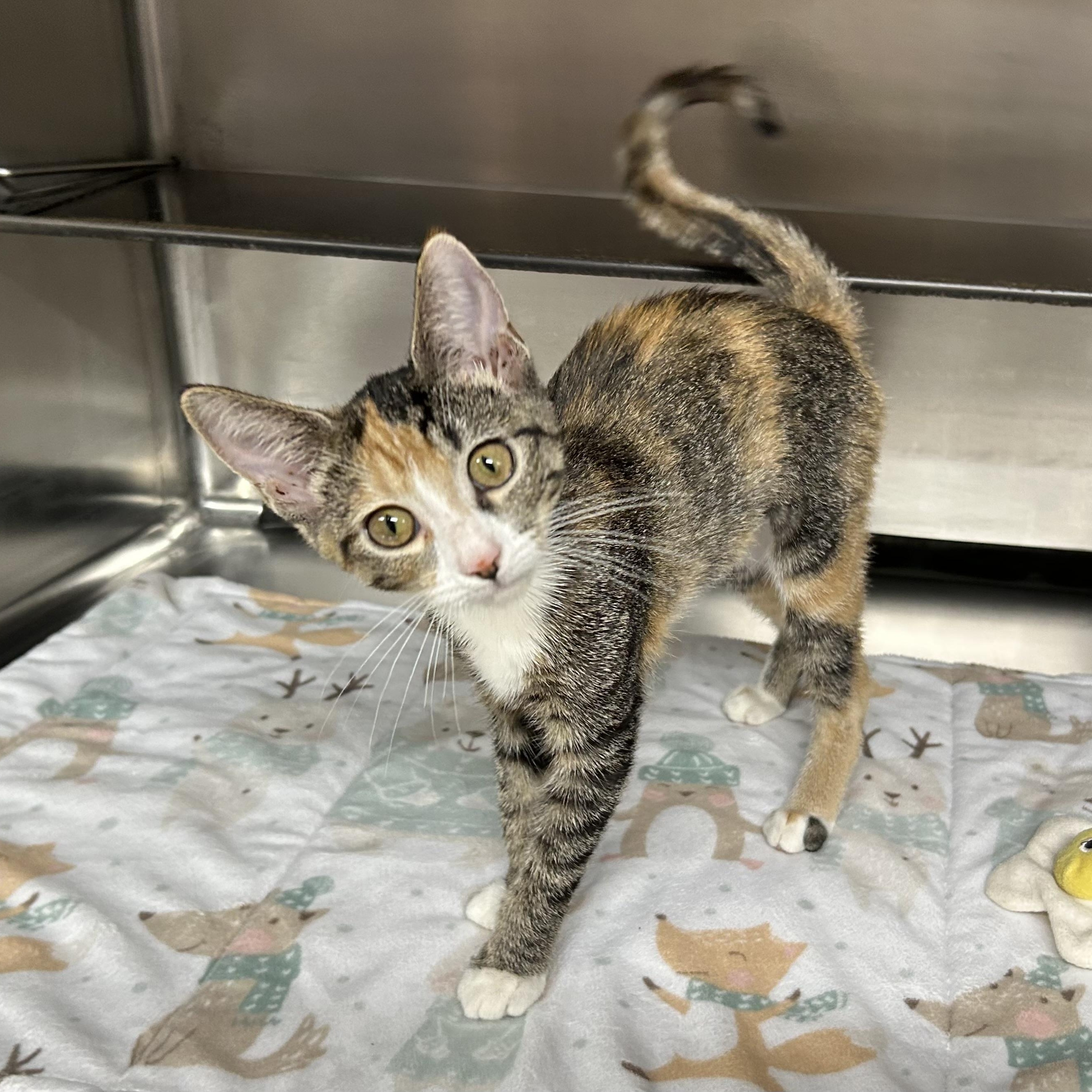 Dolly, Adoptable, Kitten Female Domestic Short Hair.