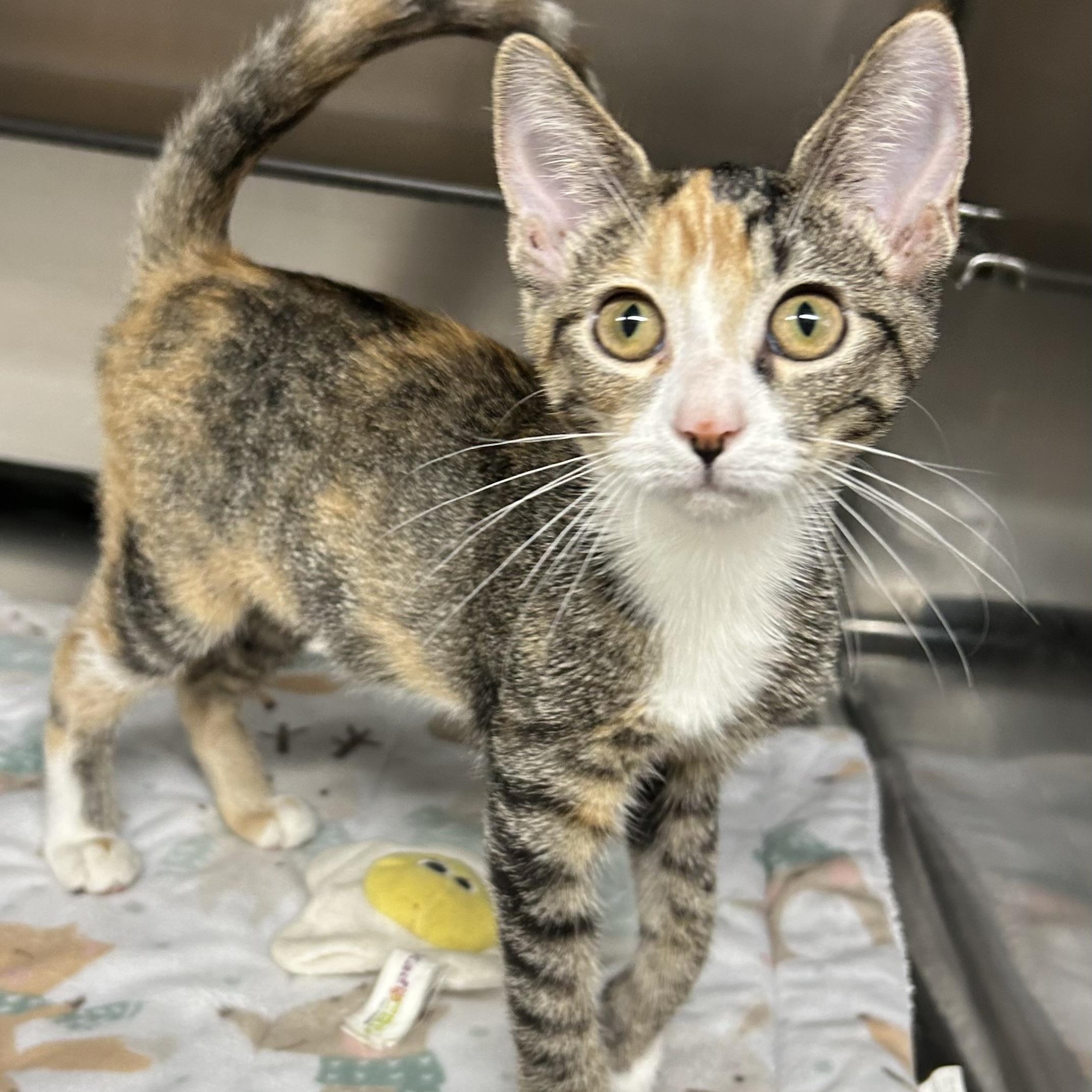 Enlarge Dolly, a Adoptable Domestic Short Hair in Crestwood, MO image 3/6