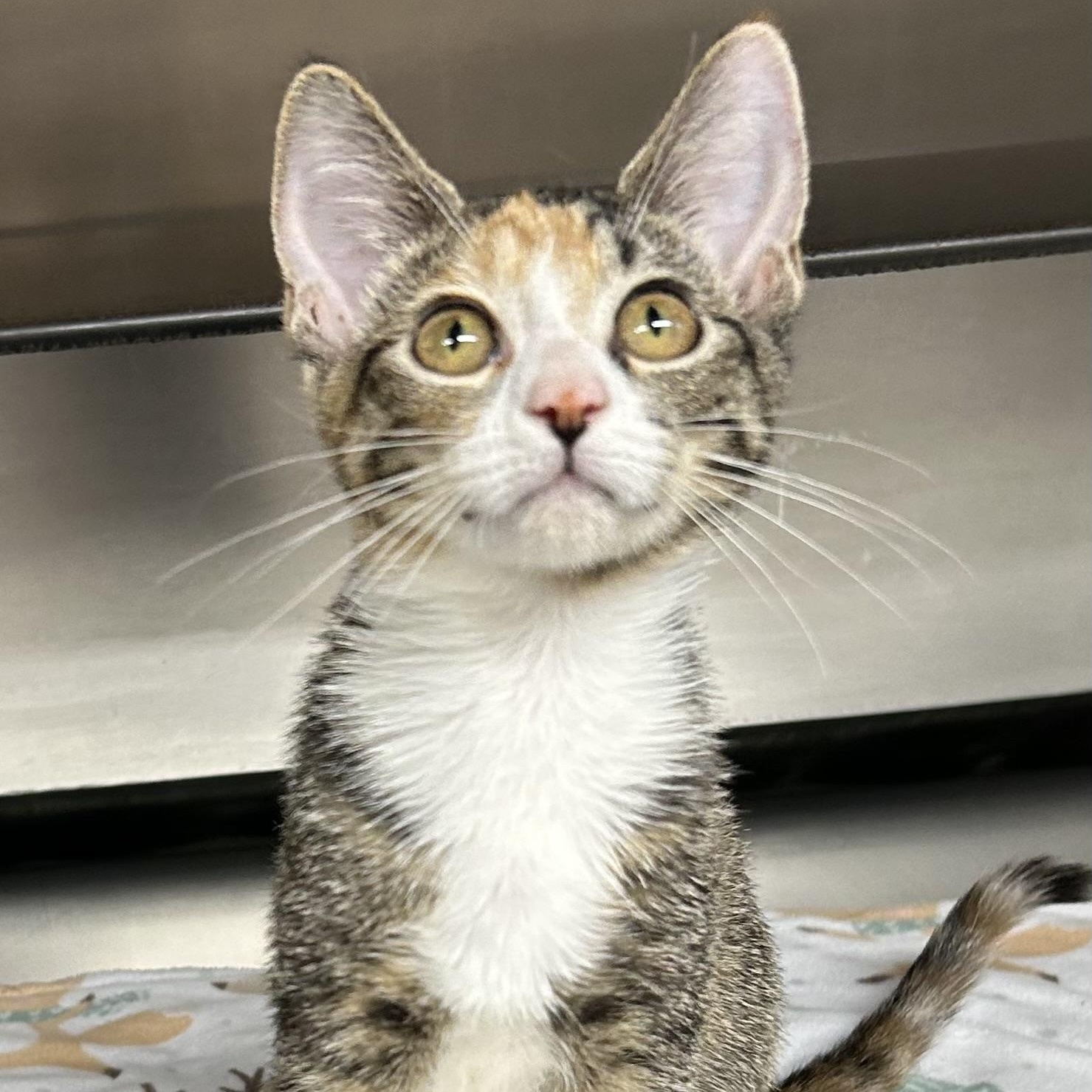 Enlarge Dolly, a Adoptable Domestic Short Hair in Crestwood, MO image 5/6