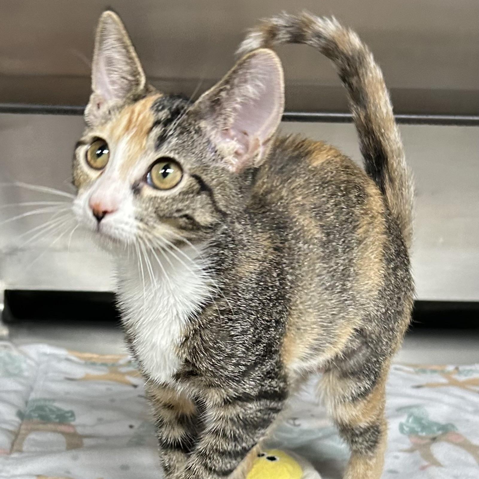 Enlarge Dolly, a Adoptable Domestic Short Hair in Crestwood, MO image 6/6