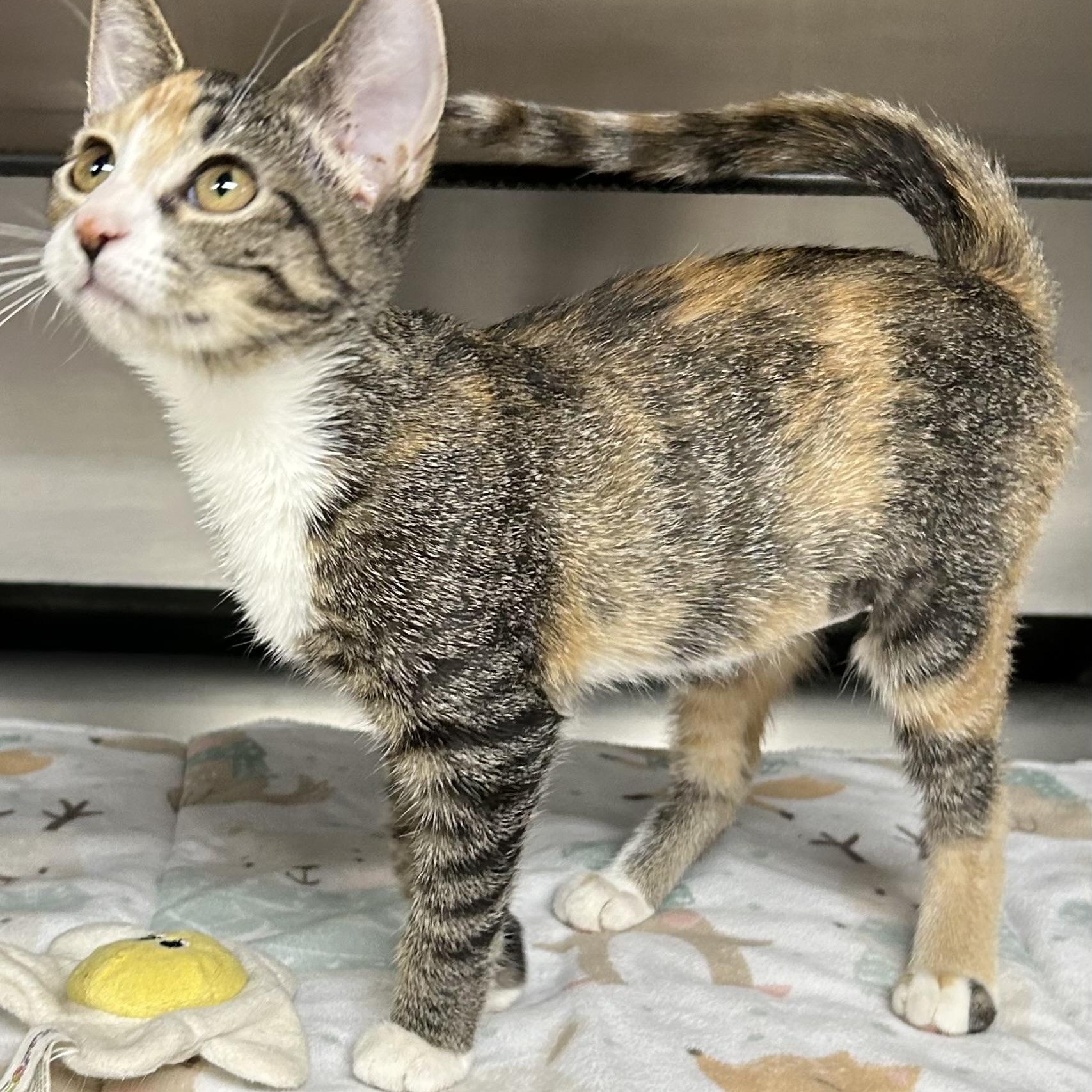 Enlarge Dolly, a Adoptable Domestic Short Hair in Crestwood, MO image 4/6