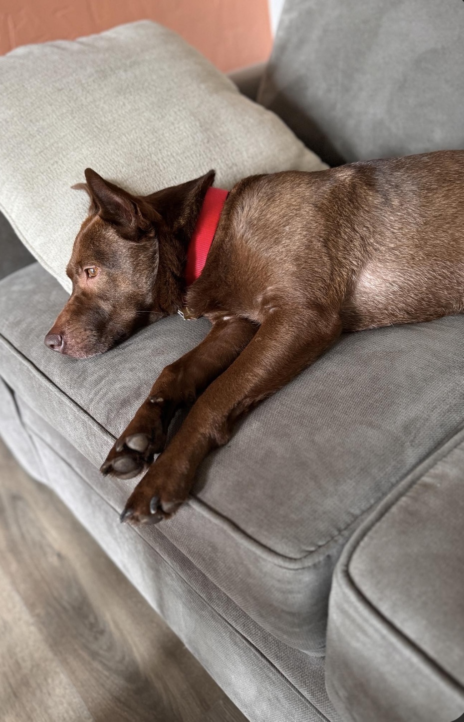Brandi, Adoptable, Adult Female Australian Kelpie.