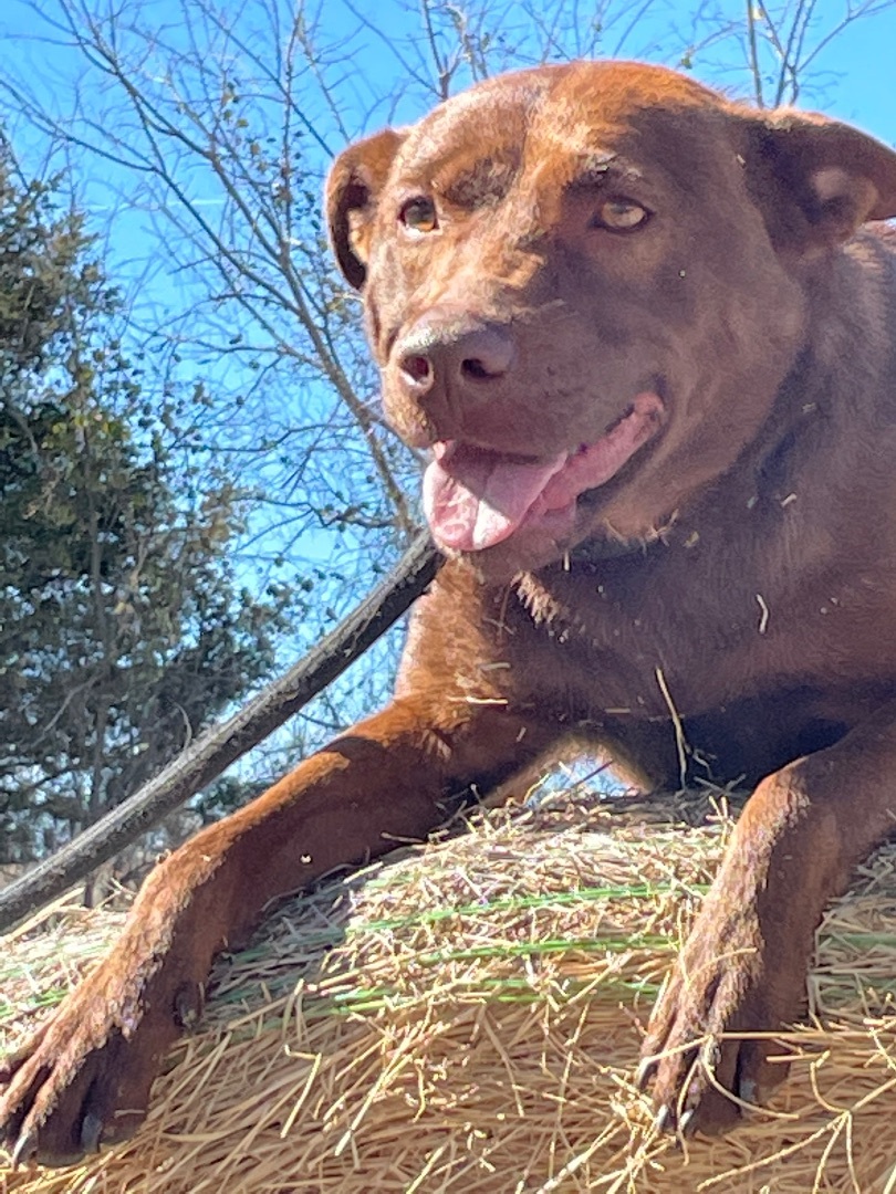 Enlarge Brandi, a Adoptable mixed breed in Anna, TX image 2/6