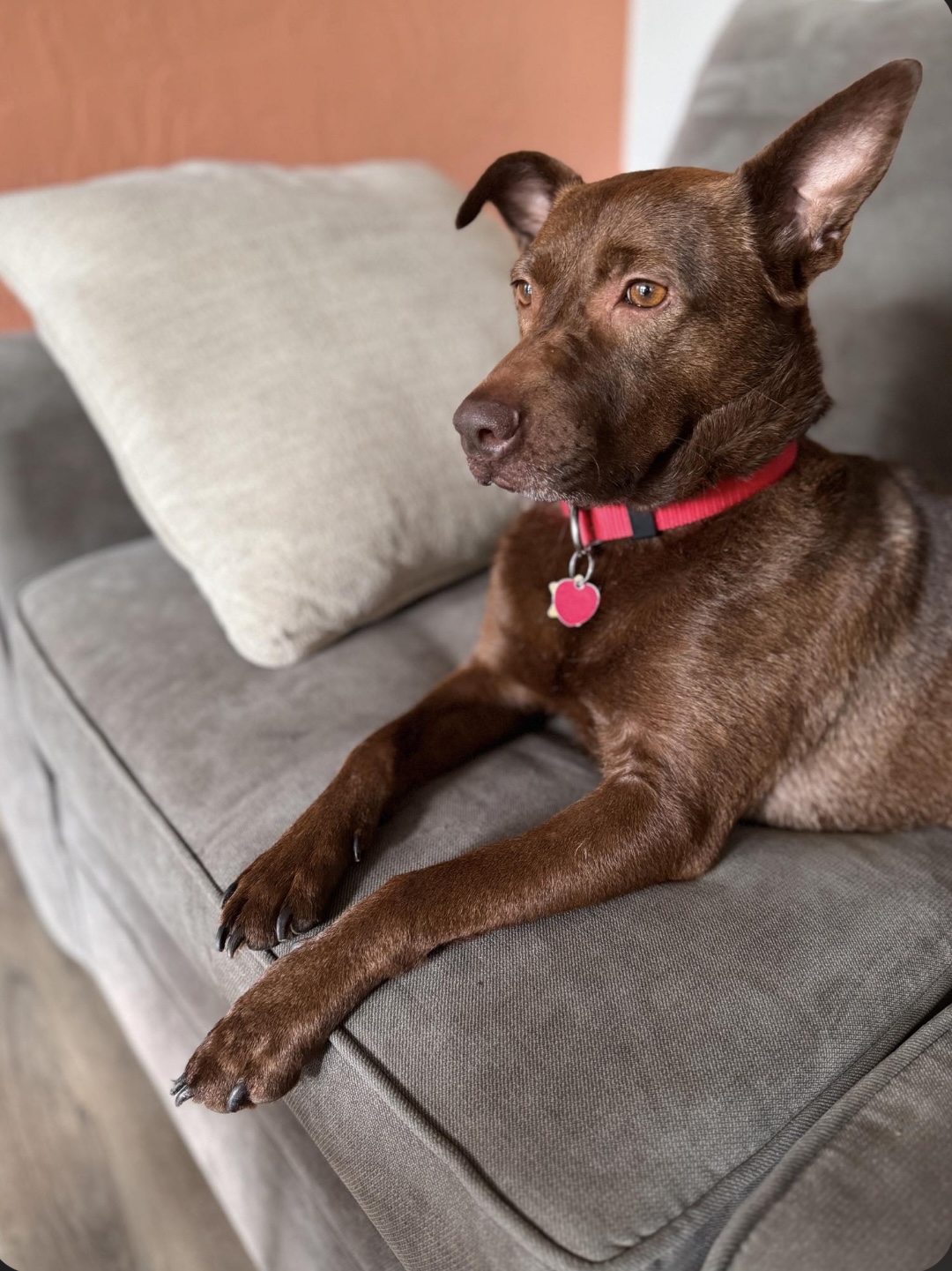 Enlarge Brandi, a Adoptable mixed breed in Anna, TX image 6/6