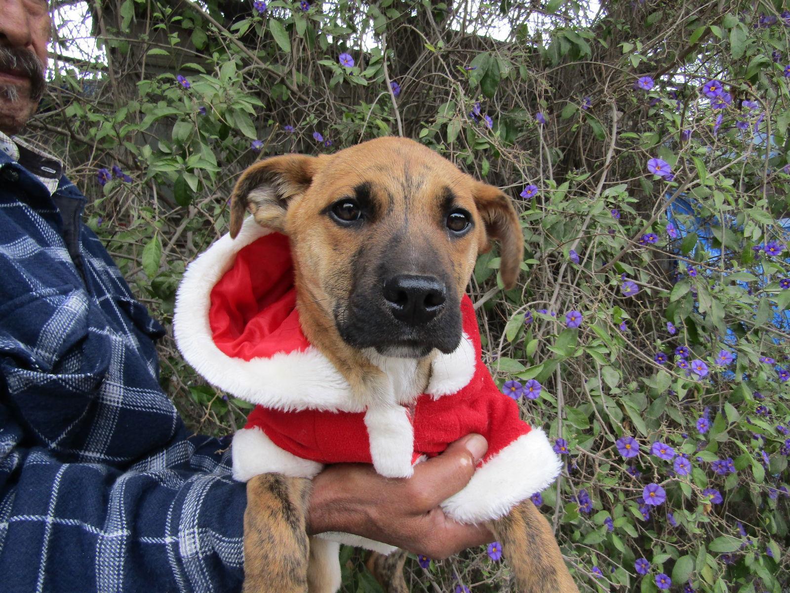 Mickey,,,, Adoptable, Young Male Cocker Spaniel & Shepherd.