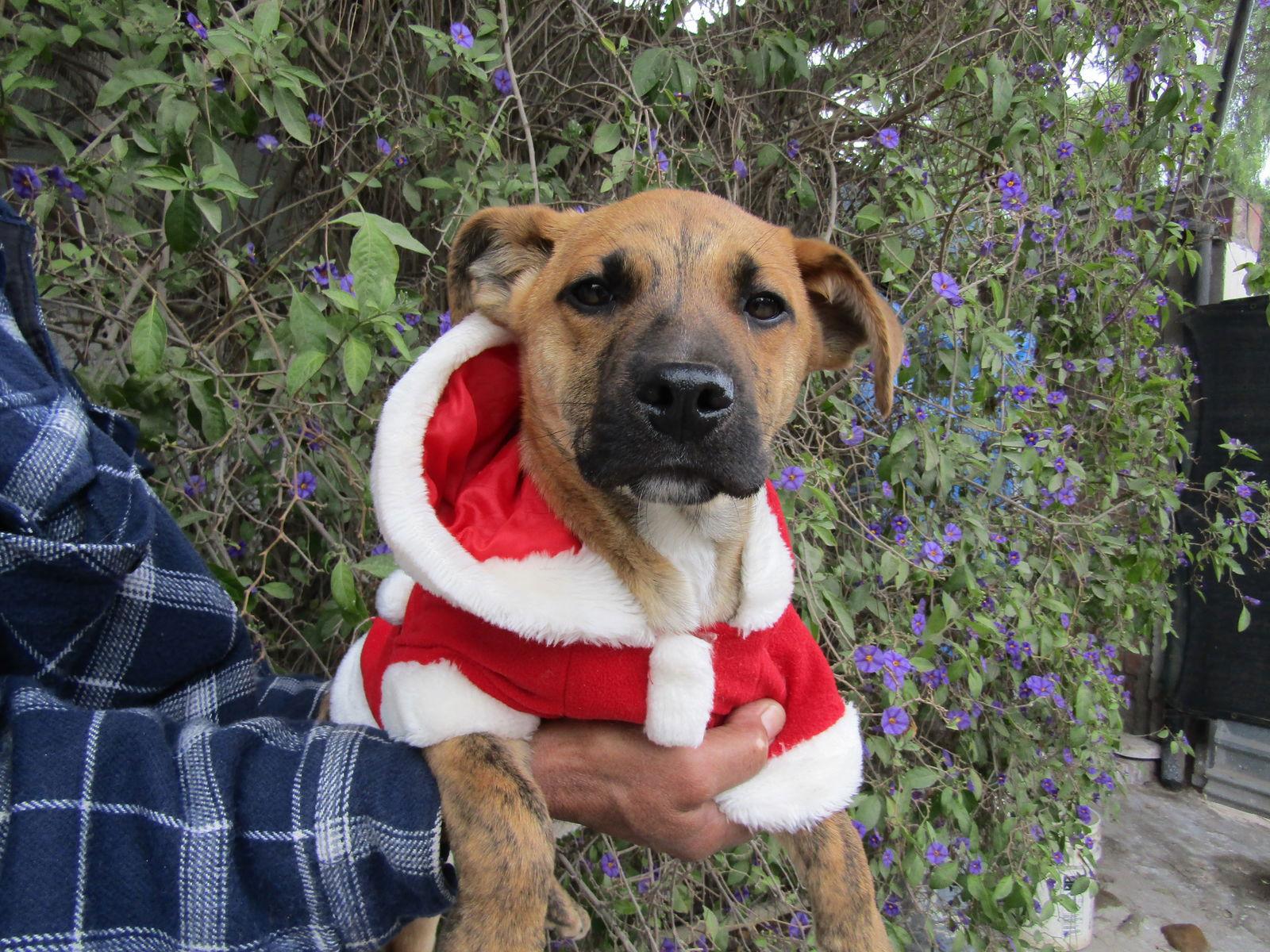 Enlarge Mickey,,,, a Adoptable mixed breed in San Diego, CA image 2/2