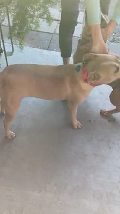 Enlarge TAZZIE the Wiggly, a Adopted mixed breed in Sherman Oaks, CA video 5/9