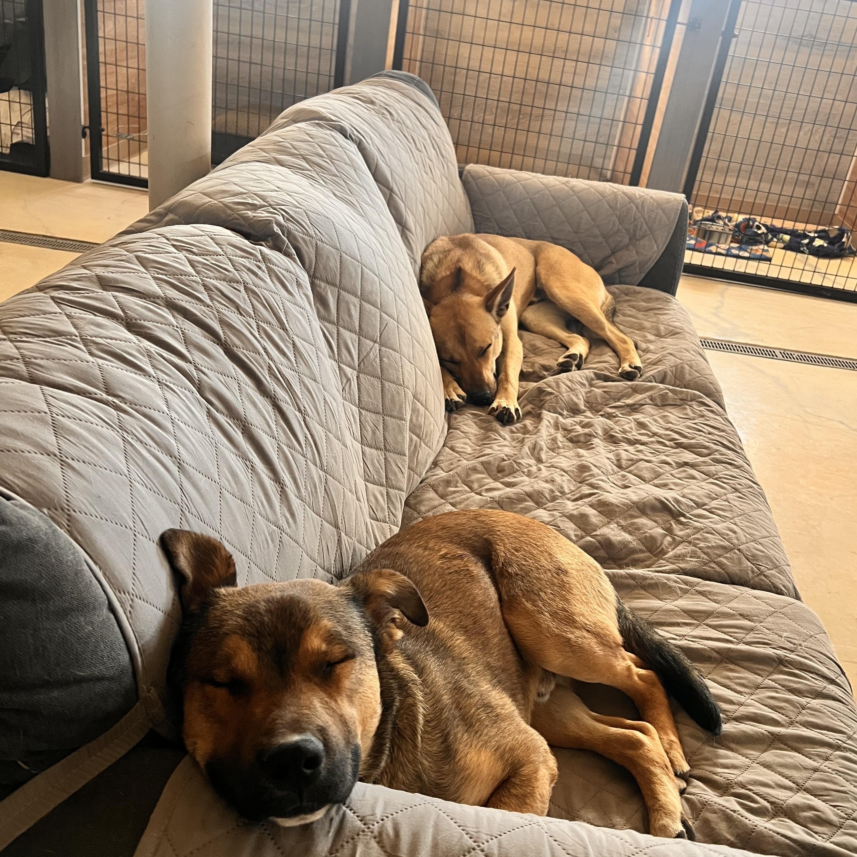 Enlarge Aiden, an adopted mixed breed in Loveland, CO image 3/6