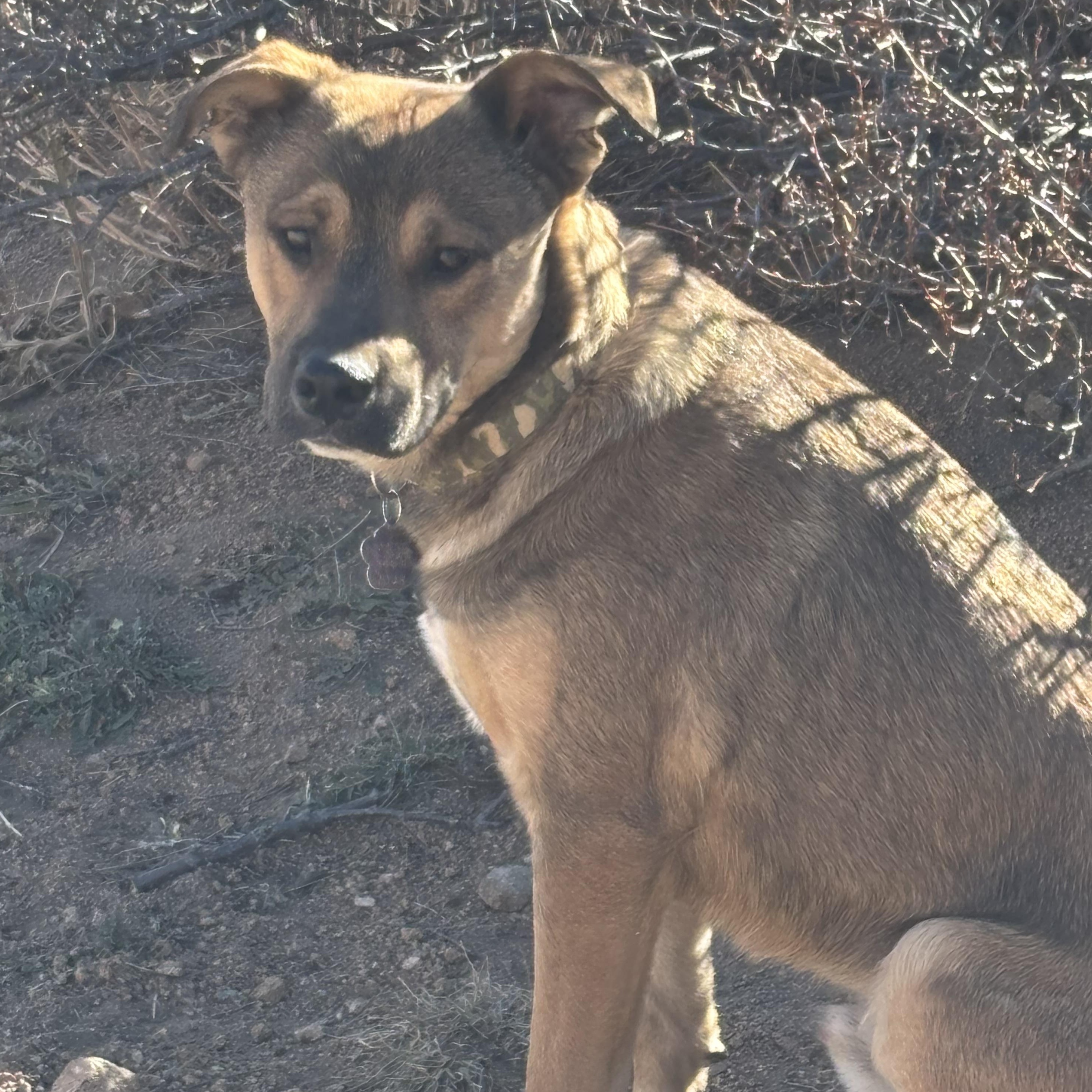 Enlarge Aiden, a ADOPTABLE mixed breed in Estes Park, CO image 1/6