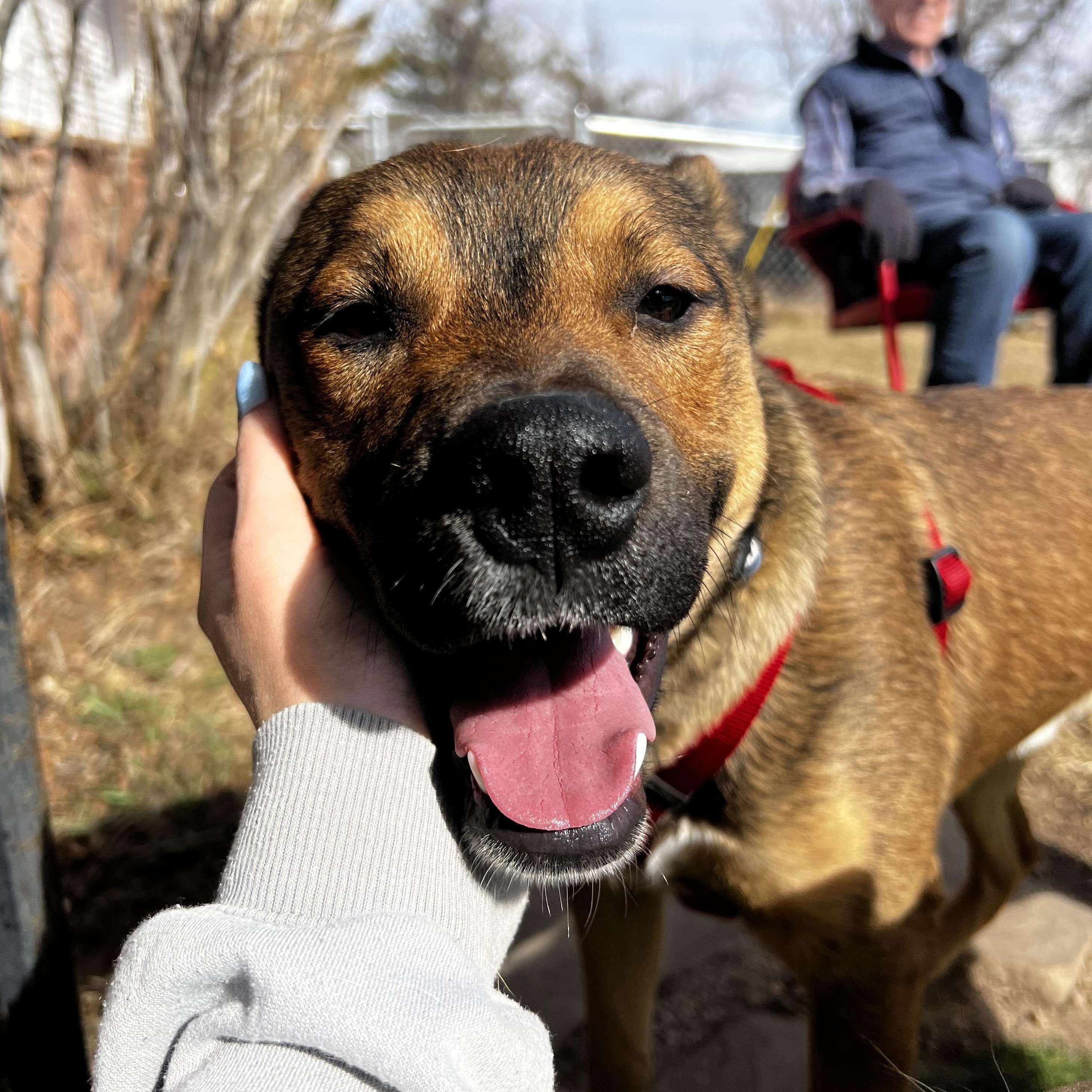 Enlarge Aiden, a ADOPTABLE mixed breed in Loveland, CO image 3/6