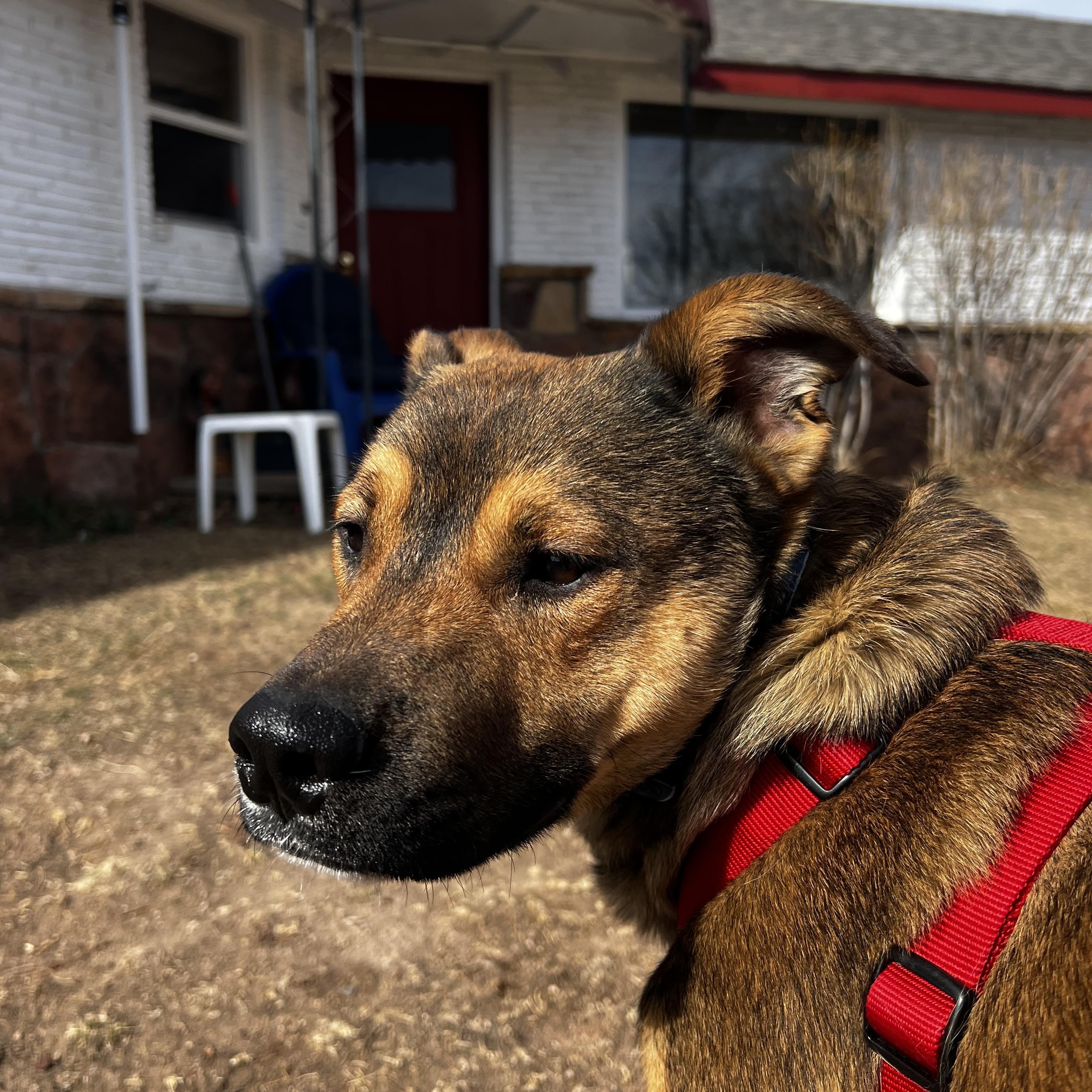 Enlarge Aiden, a ADOPTABLE mixed breed in Loveland, CO image 2/6