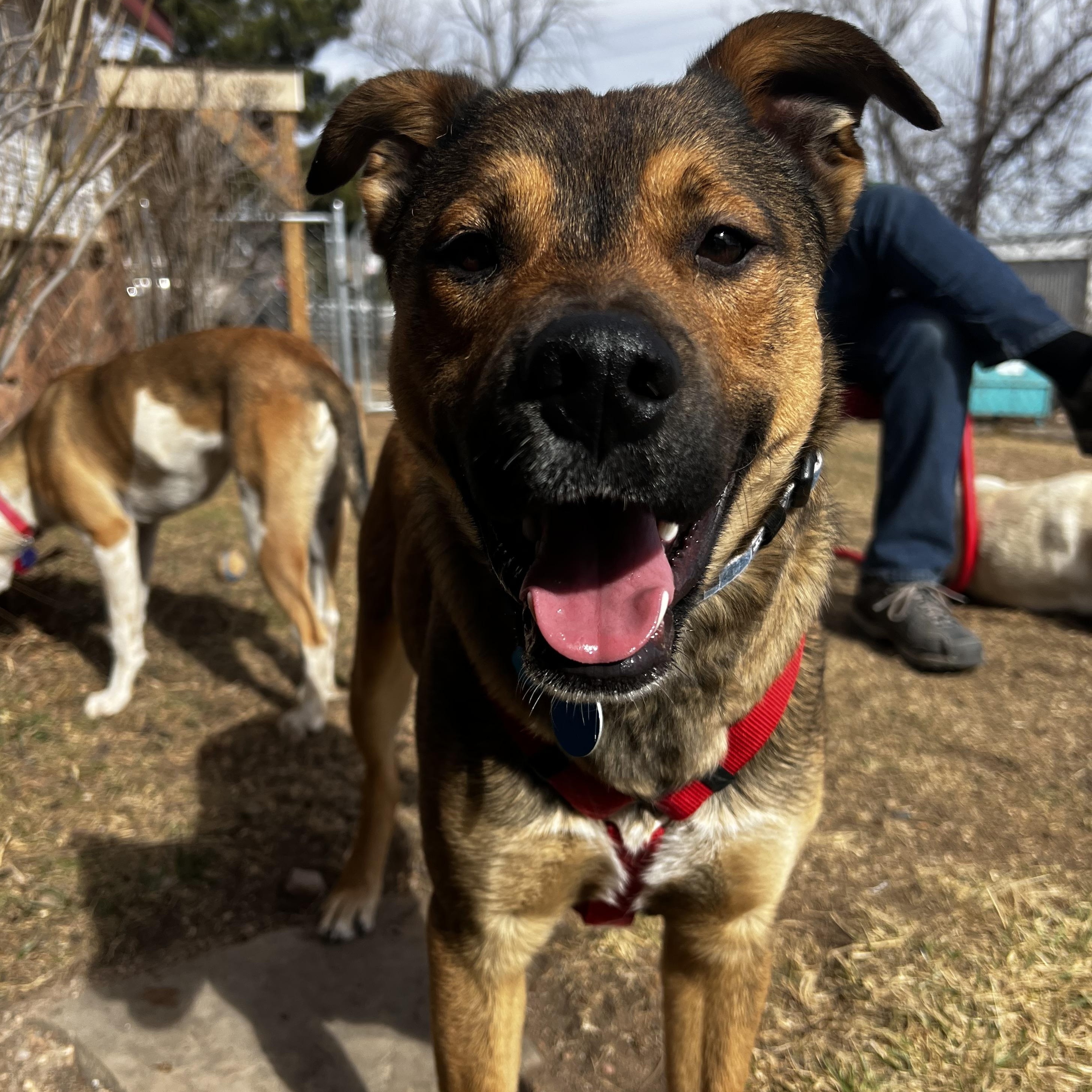 Aiden, ADOPTABLE, Puppy Male Shepherd.