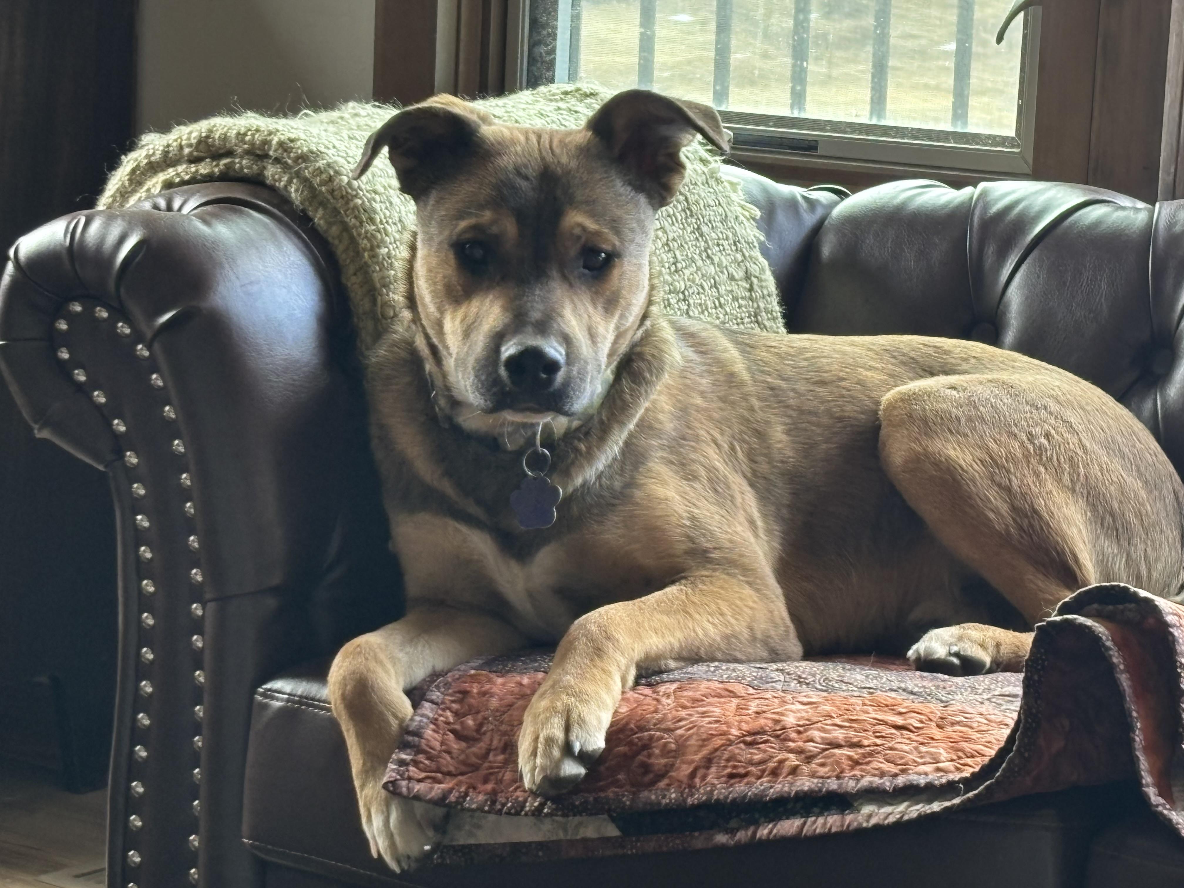 Enlarge Aiden, a ADOPTABLE mixed breed in Estes Park, CO image 6/6