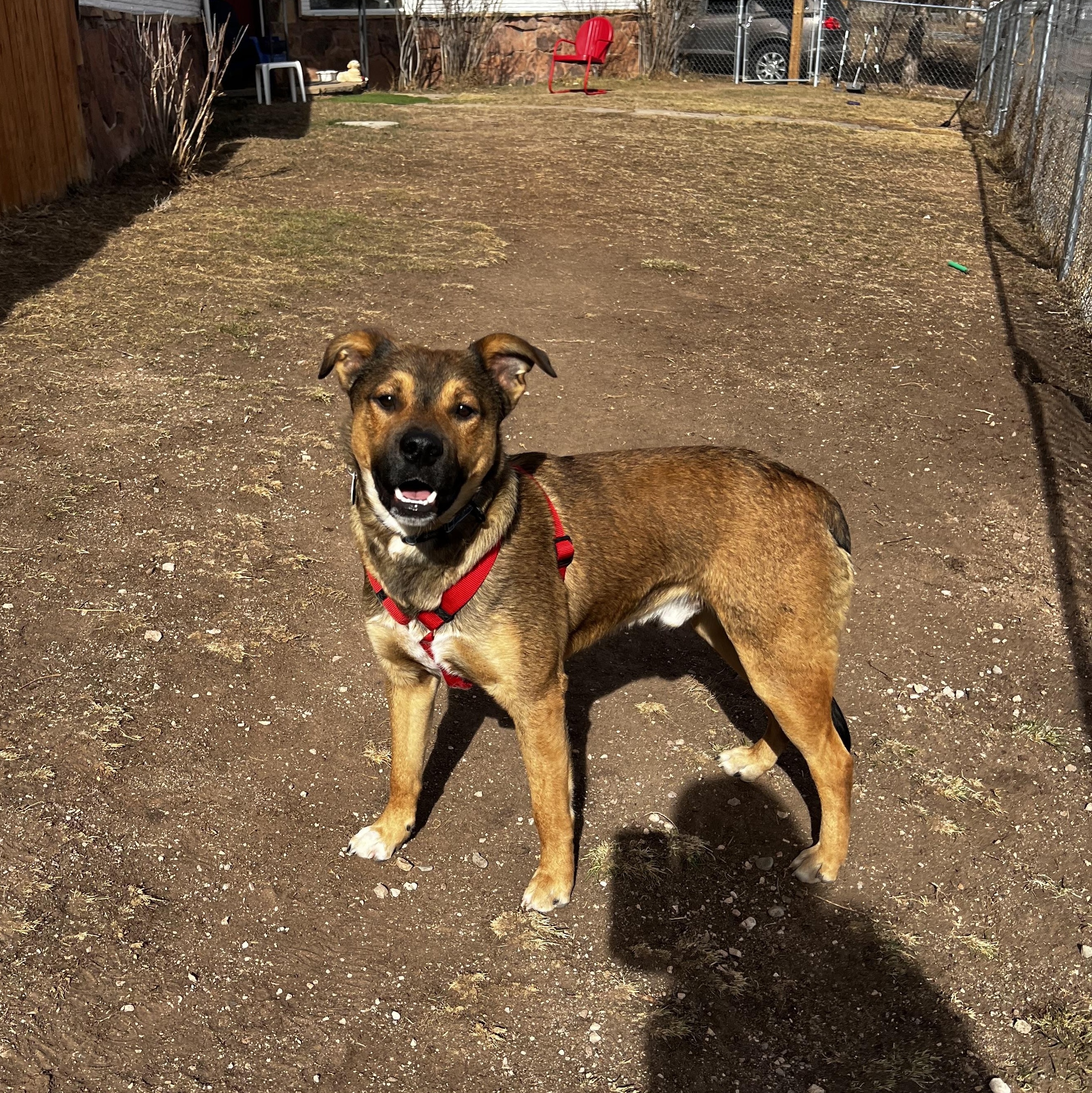 Enlarge Aiden, a ADOPTABLE mixed breed in Loveland, CO image 4/6