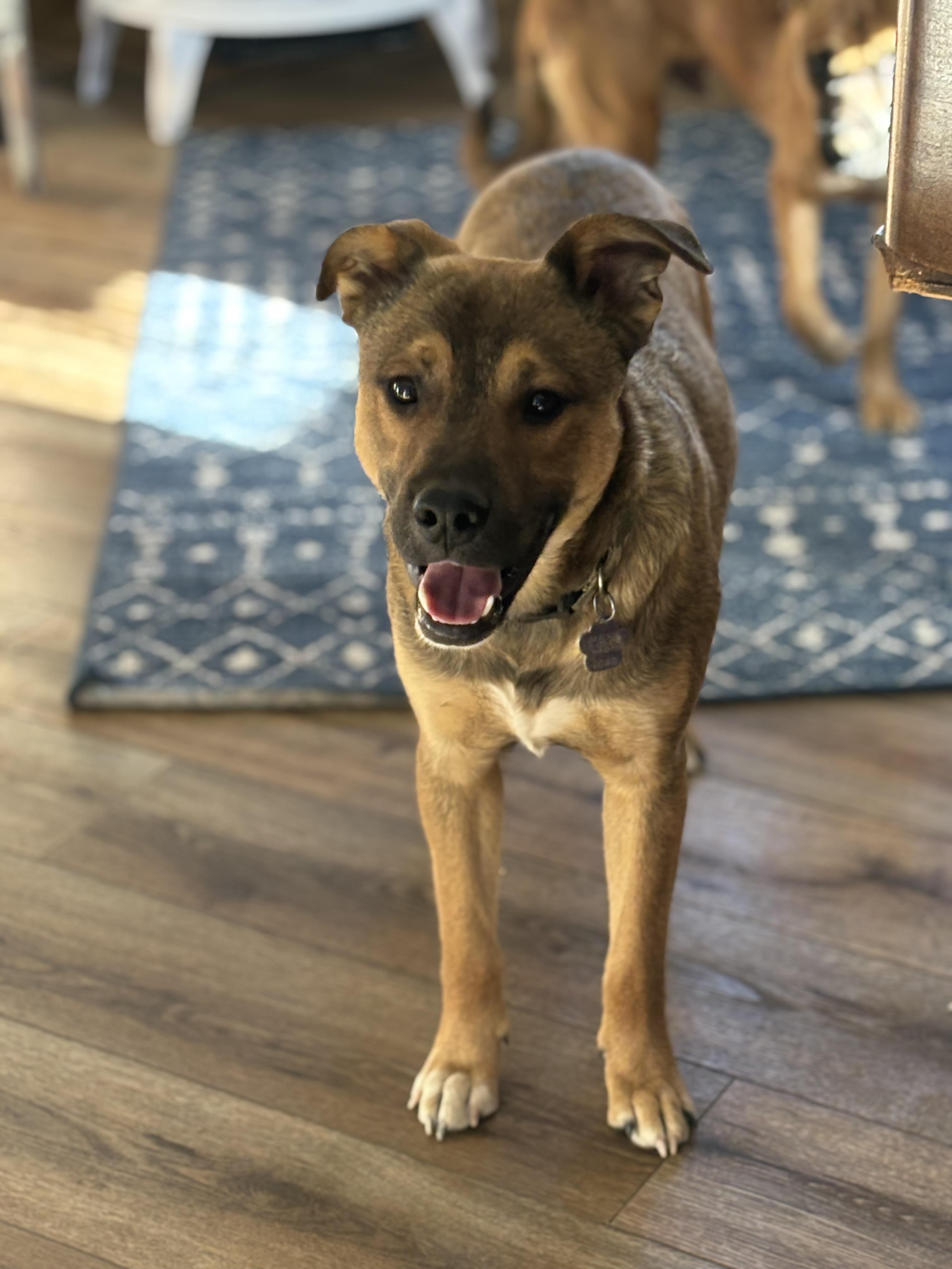 Enlarge Aiden, a ADOPTABLE mixed breed in Estes Park, CO image 2/6