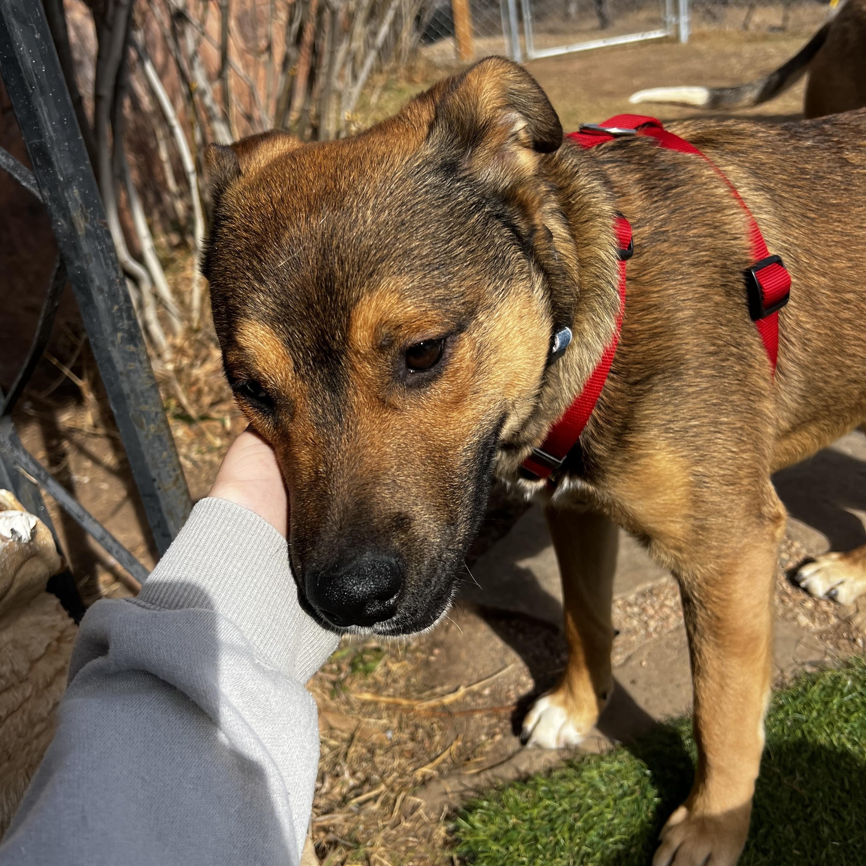 Enlarge Aiden, a ADOPTABLE mixed breed in Loveland, CO image 5/6