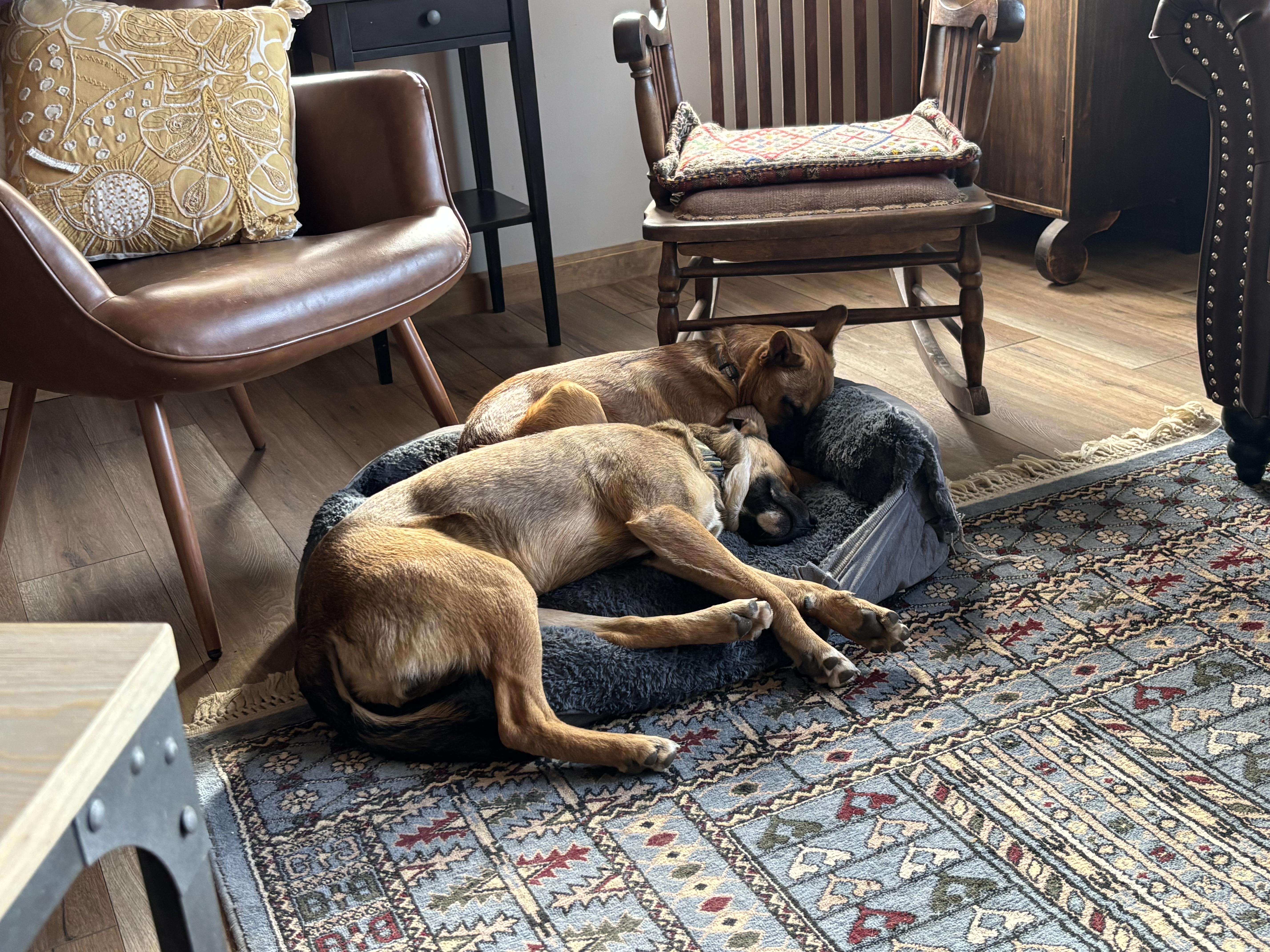 Enlarge Aiden, a ADOPTABLE mixed breed in Estes Park, CO image 5/6