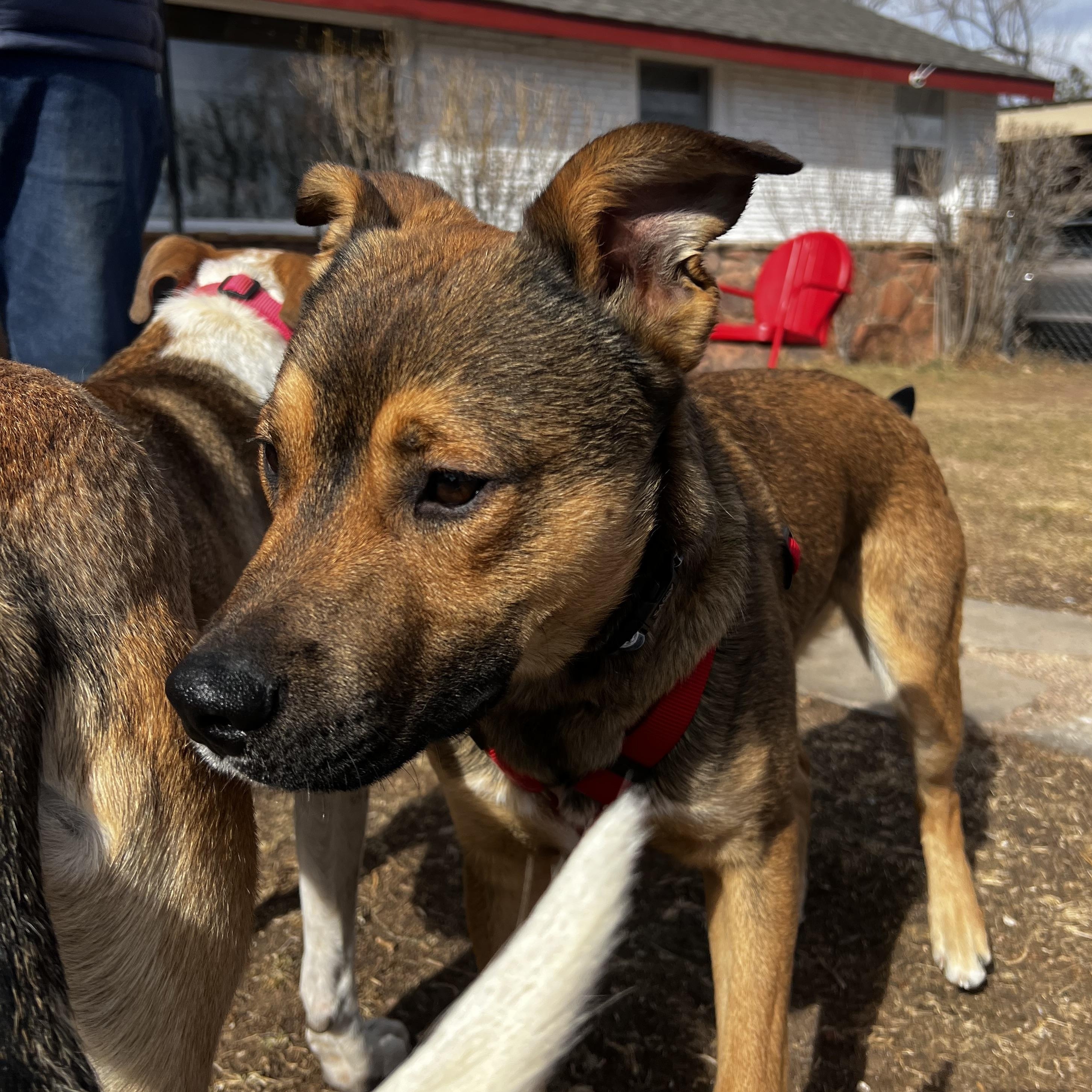 Enlarge Aiden, a ADOPTABLE mixed breed in Loveland, CO image 6/6
