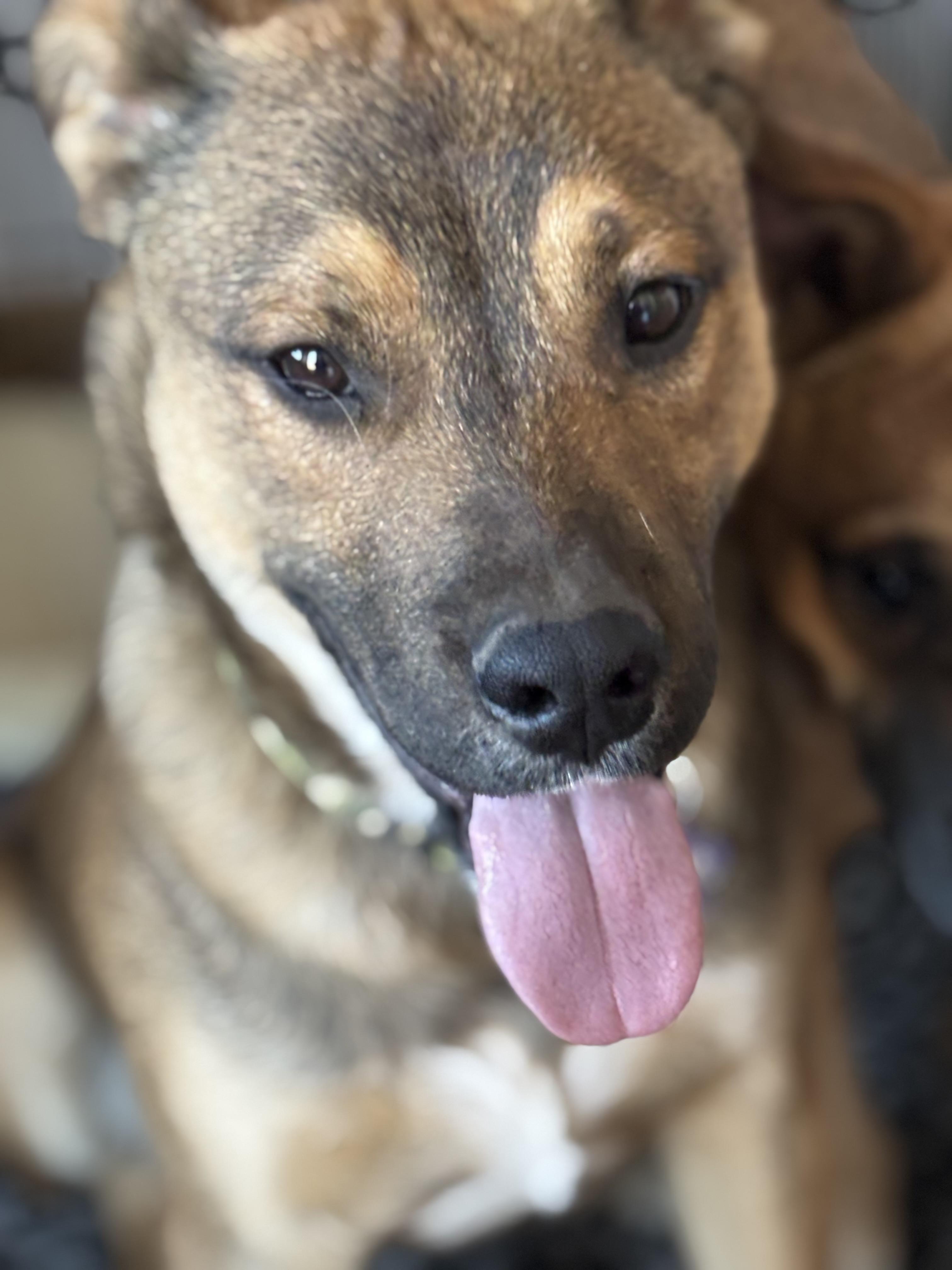 Enlarge Aiden, a ADOPTABLE mixed breed in Estes Park, CO image 4/6