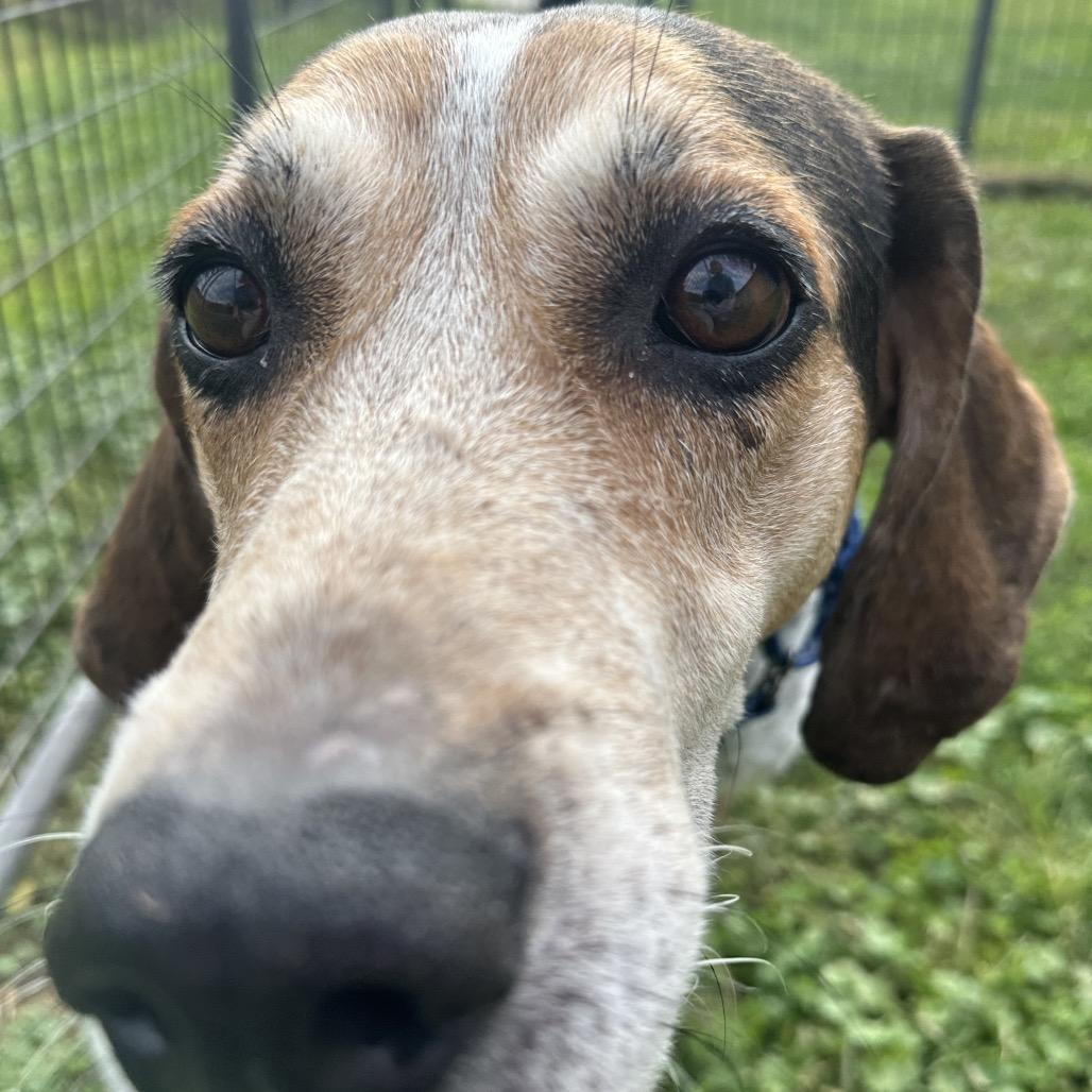 Enlarge Zeus, a Adoptable Treeing Walker Coonhound in Batavia, OH image 5/5
