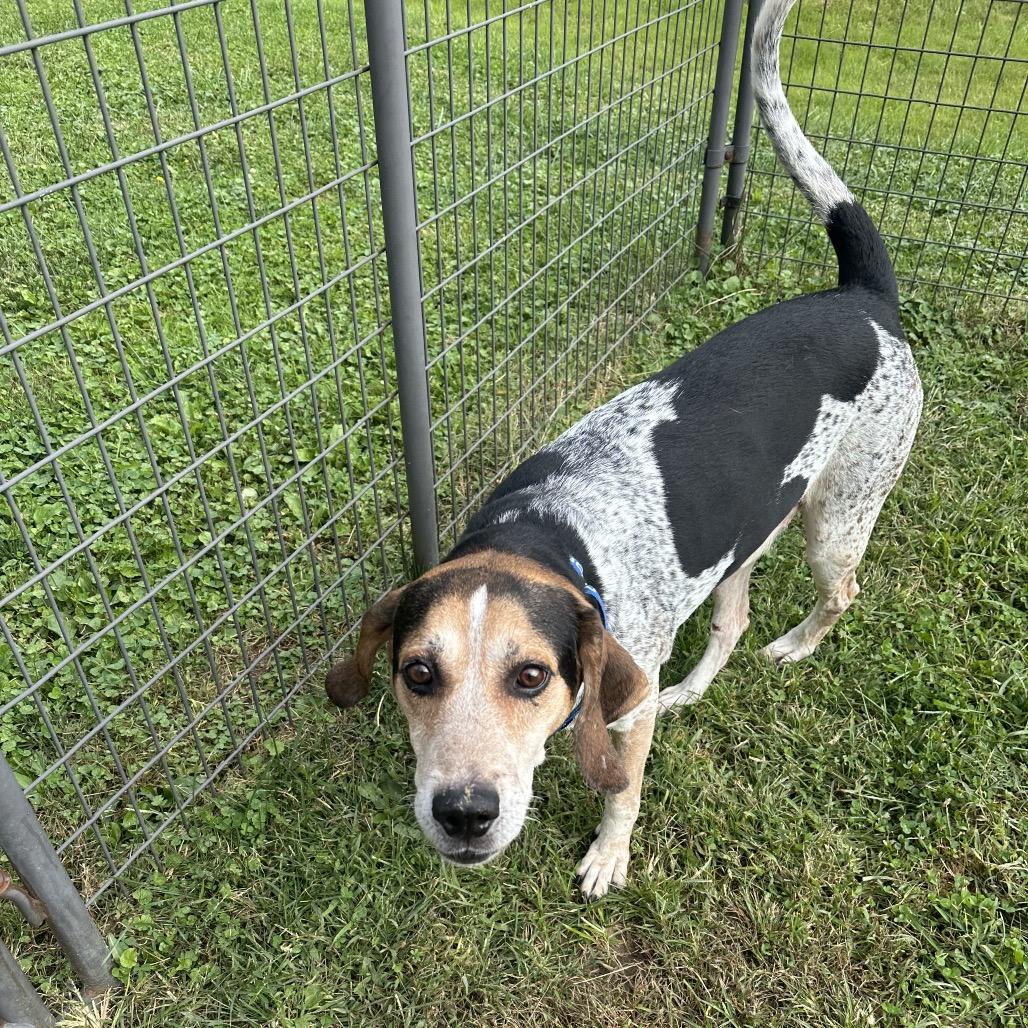 Enlarge Zeus, a Adoptable Treeing Walker Coonhound in Batavia, OH image 3/5