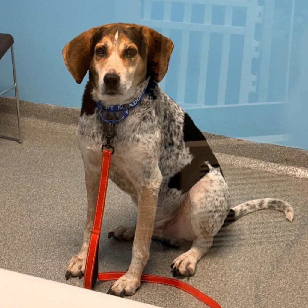 Enlarge Zeus/Winston, a Adoptable Treeing Walker Coonhound in Batavia, OH image 1/1