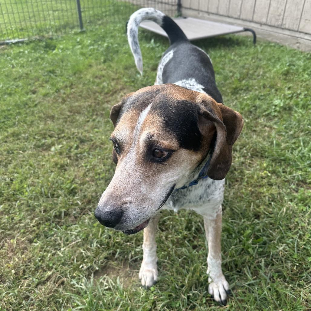 Enlarge Zeus, a Adoptable Treeing Walker Coonhound in Batavia, OH image 4/5