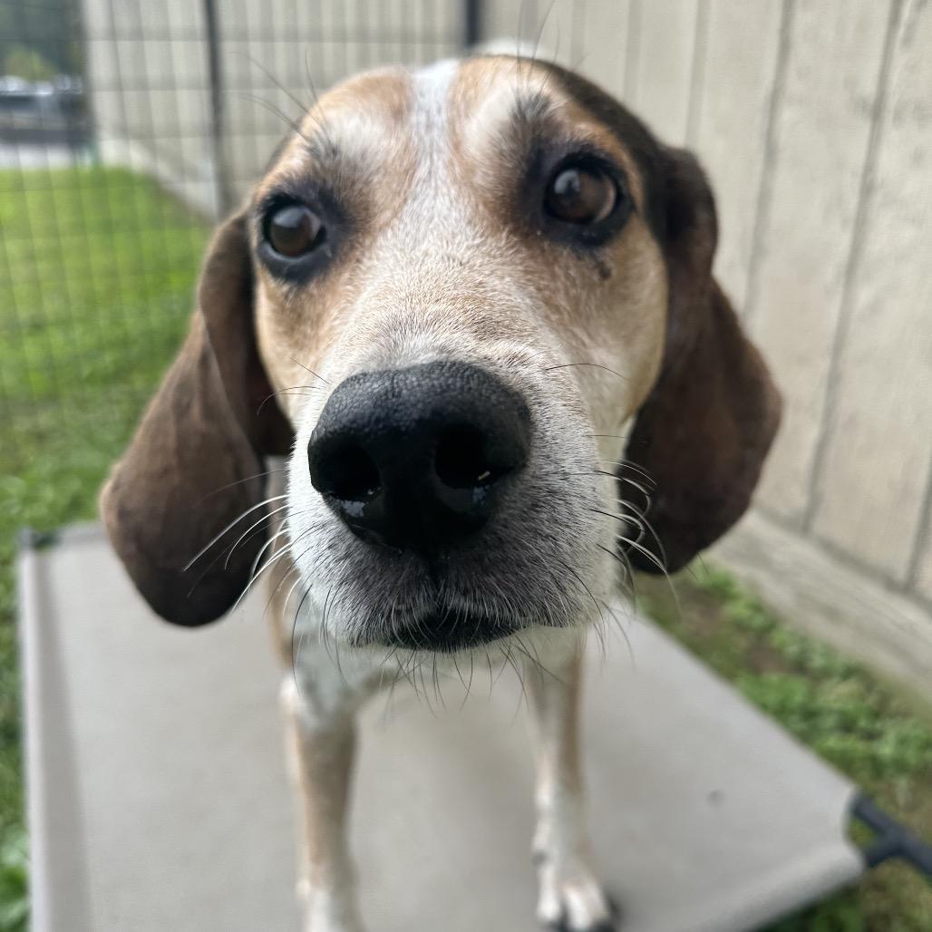 Enlarge Zeus, a Adoptable Treeing Walker Coonhound in Batavia, OH image 1/5