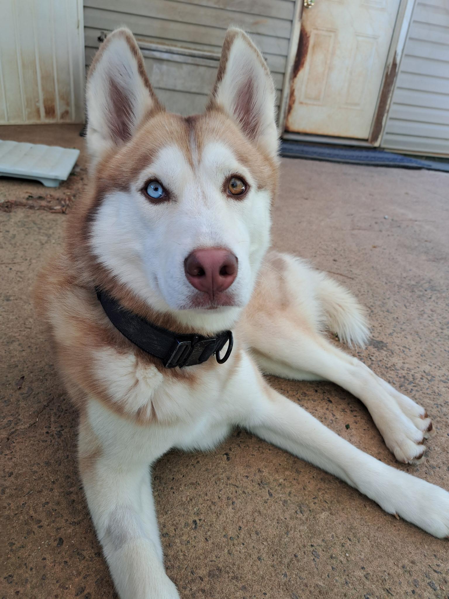 Sev, a Adoptable Siberian Husky in Cumming, GA image 1/3
