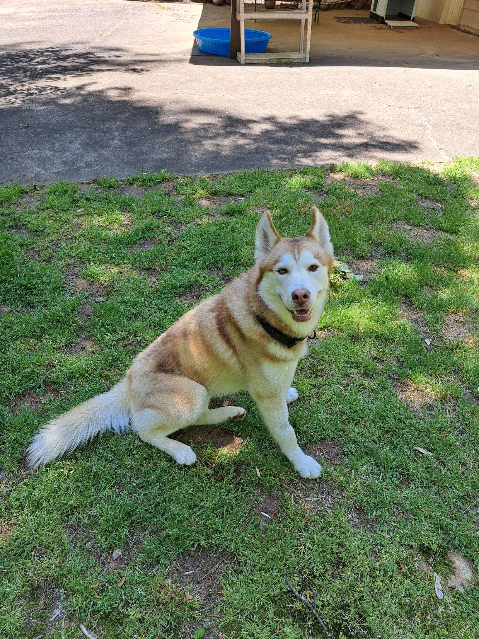 Sev, a Adoptable Siberian Husky in Cumming, GA image 2/3