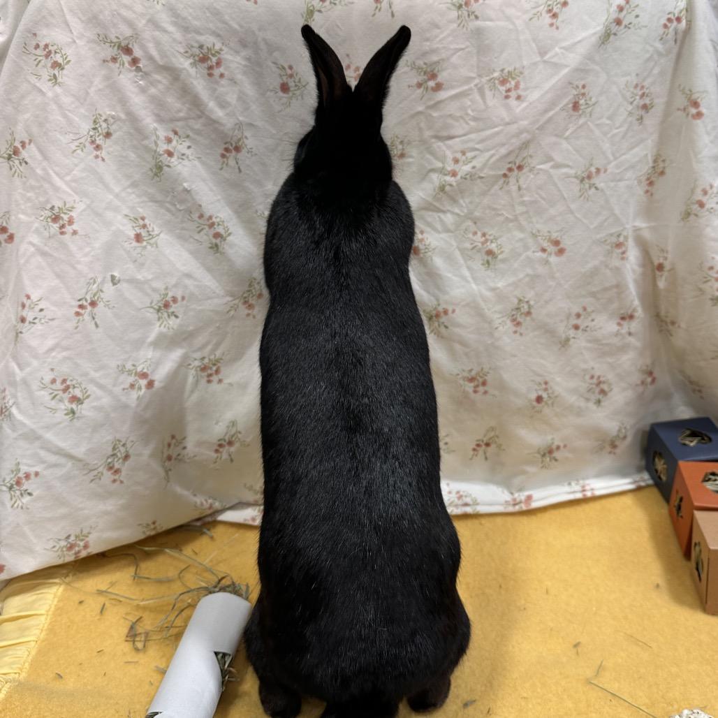 Umbreon, Adoptable, Young Female Bunny Rabbit.