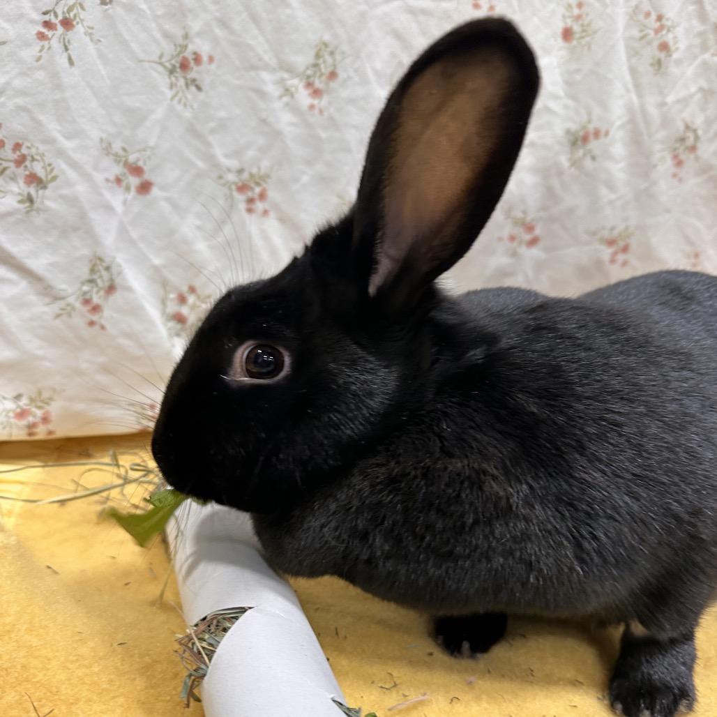 Umbreon, a Adoptable Bunny Rabbit in Puslinch, ON image 3/6