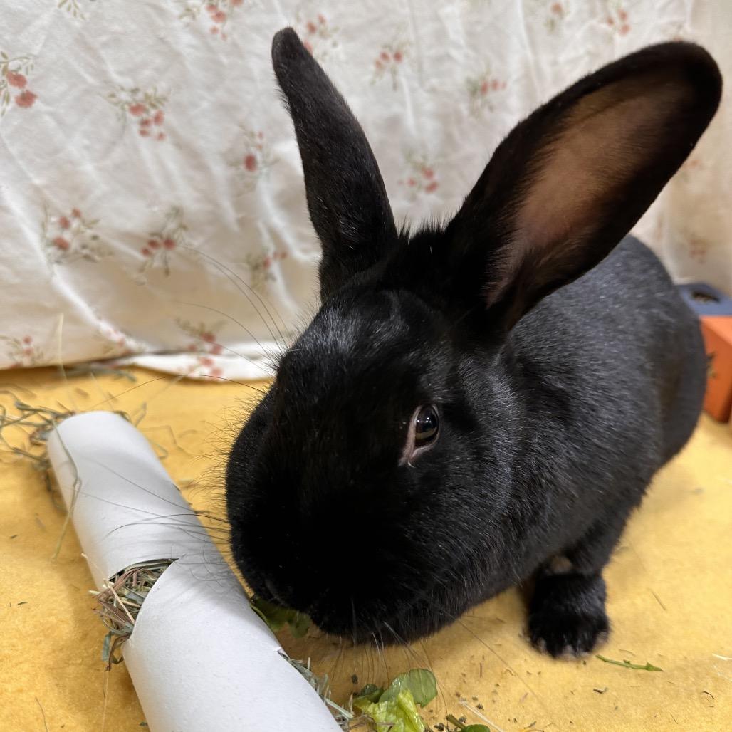 Umbreon, a Adoptable Bunny Rabbit in Puslinch, ON image 4/6