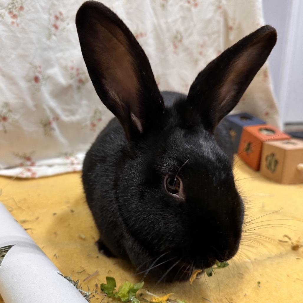 Umbreon, a Adoptable Bunny Rabbit in Puslinch, ON image 5/6