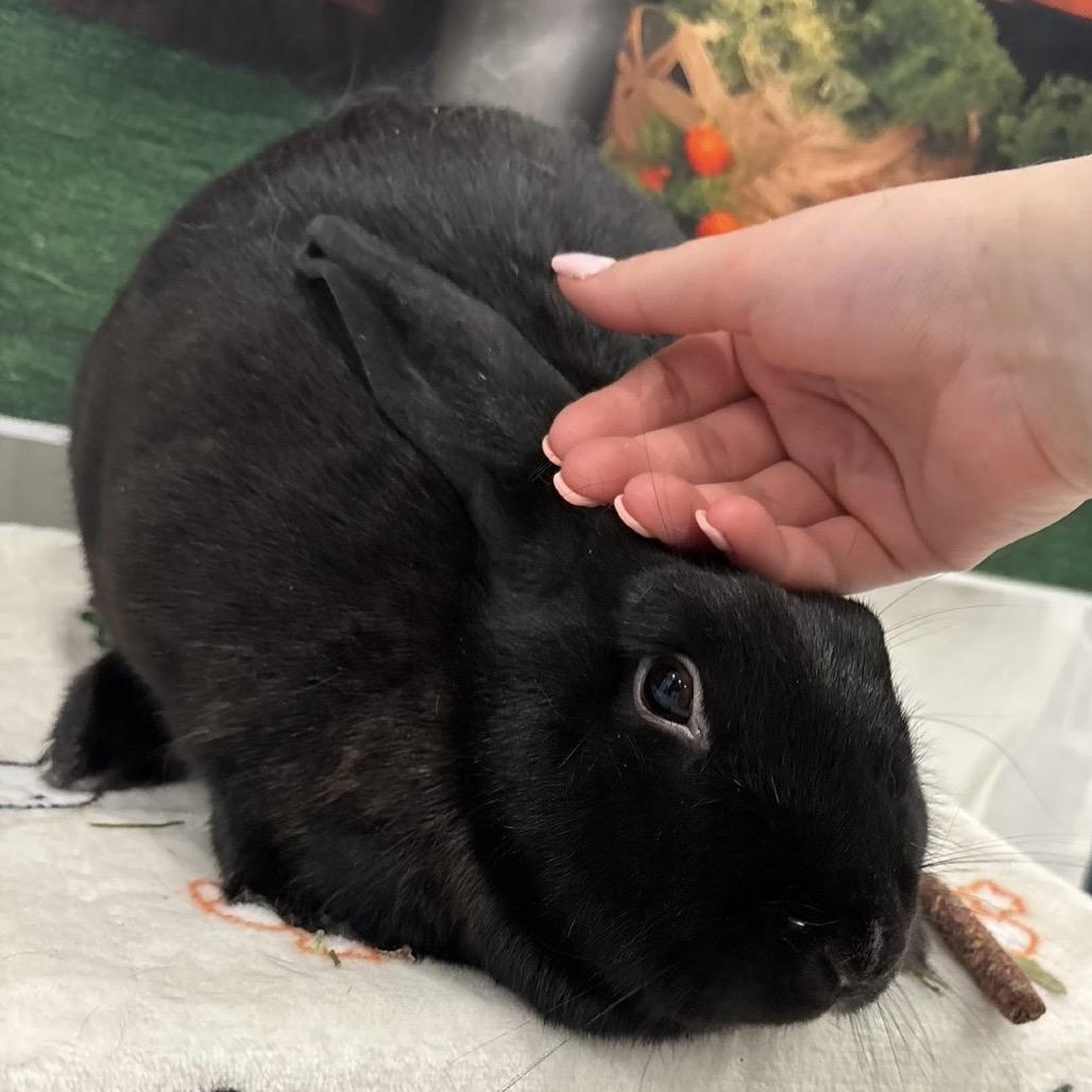 Enlarge Umbreon, a Adoptable Bunny Rabbit in Puslinch, ON image 5/6