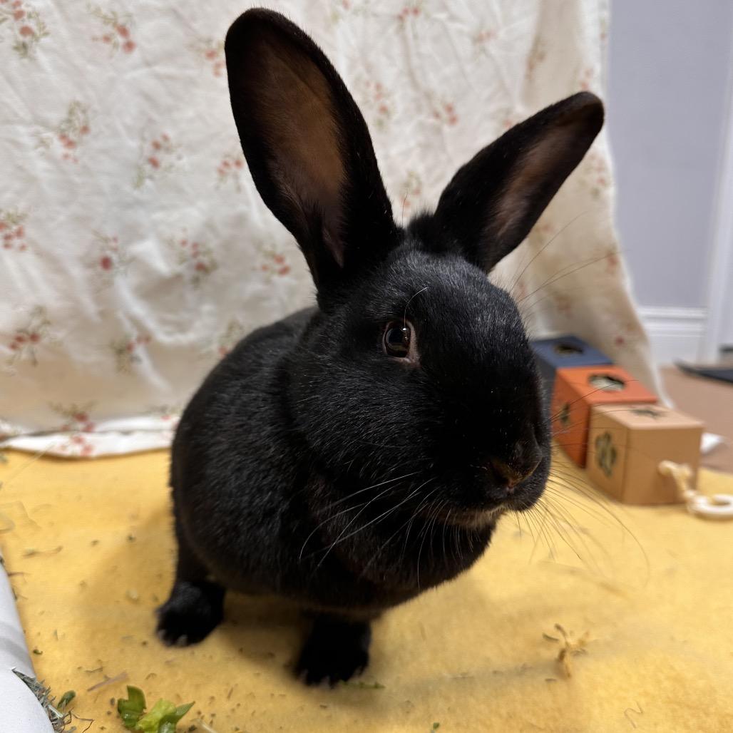Enlarge Umbreon, a Adoptable Bunny Rabbit in Puslinch, ON image 6/6