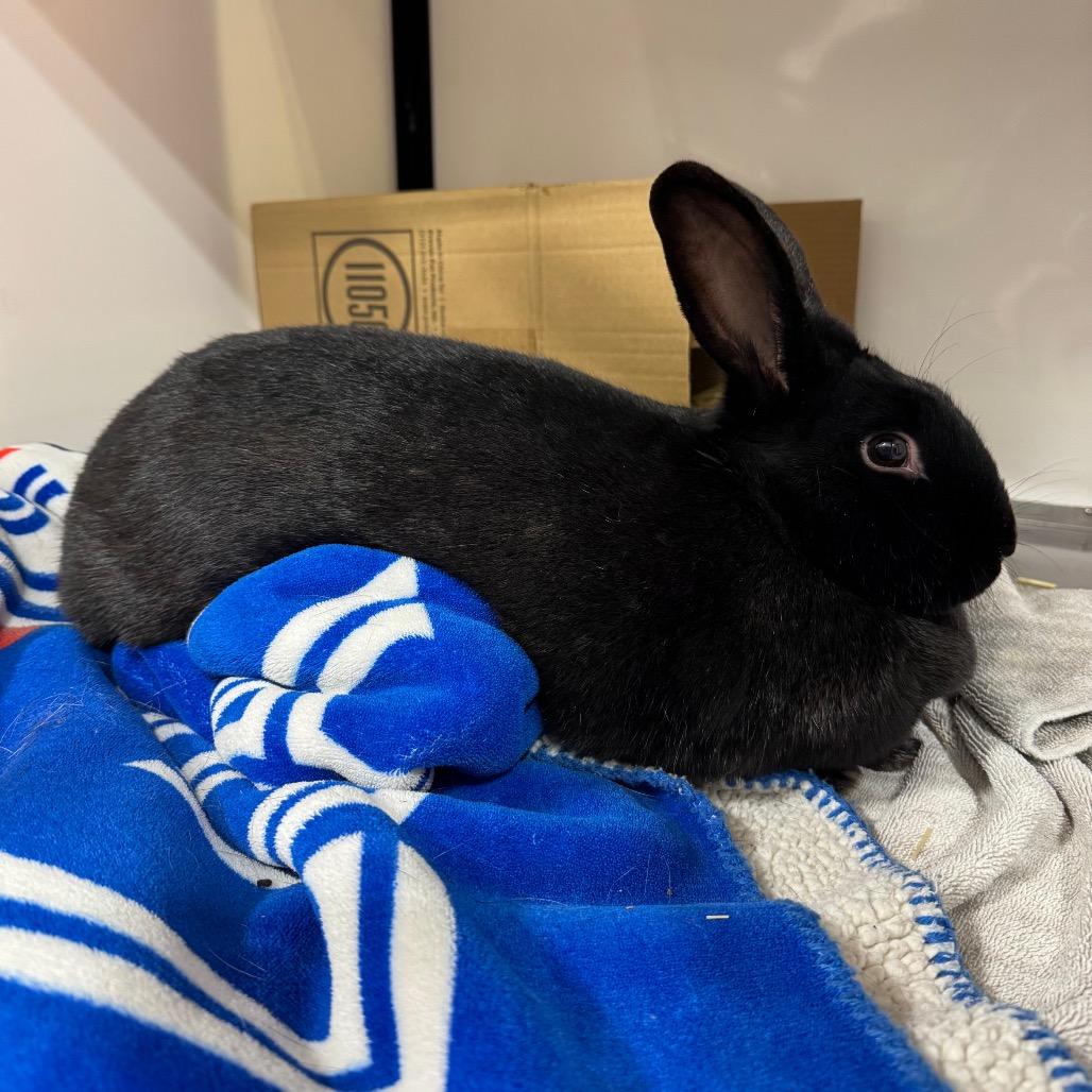 Umbreon, a Adoptable Bunny Rabbit in Puslinch, ON image 6/6